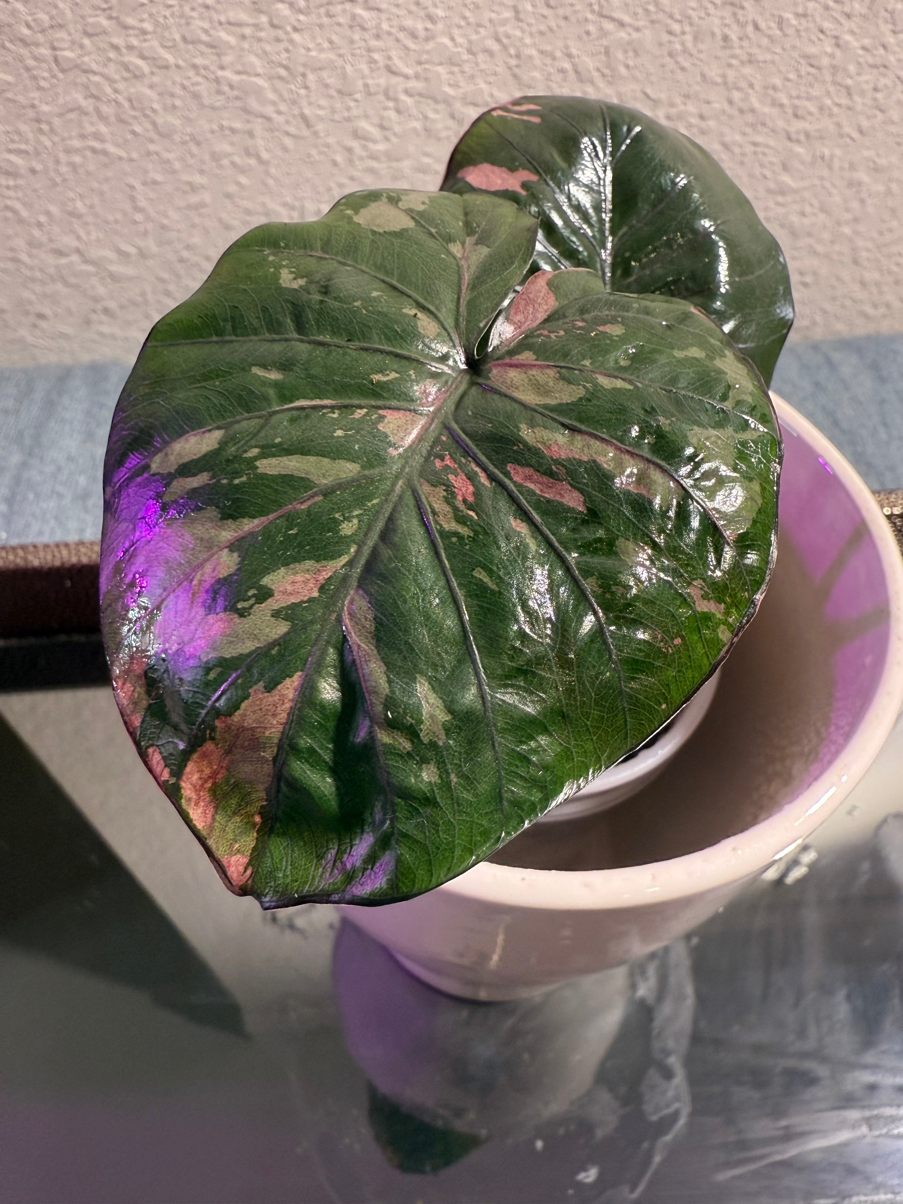 Alocasia Pink Serendipity