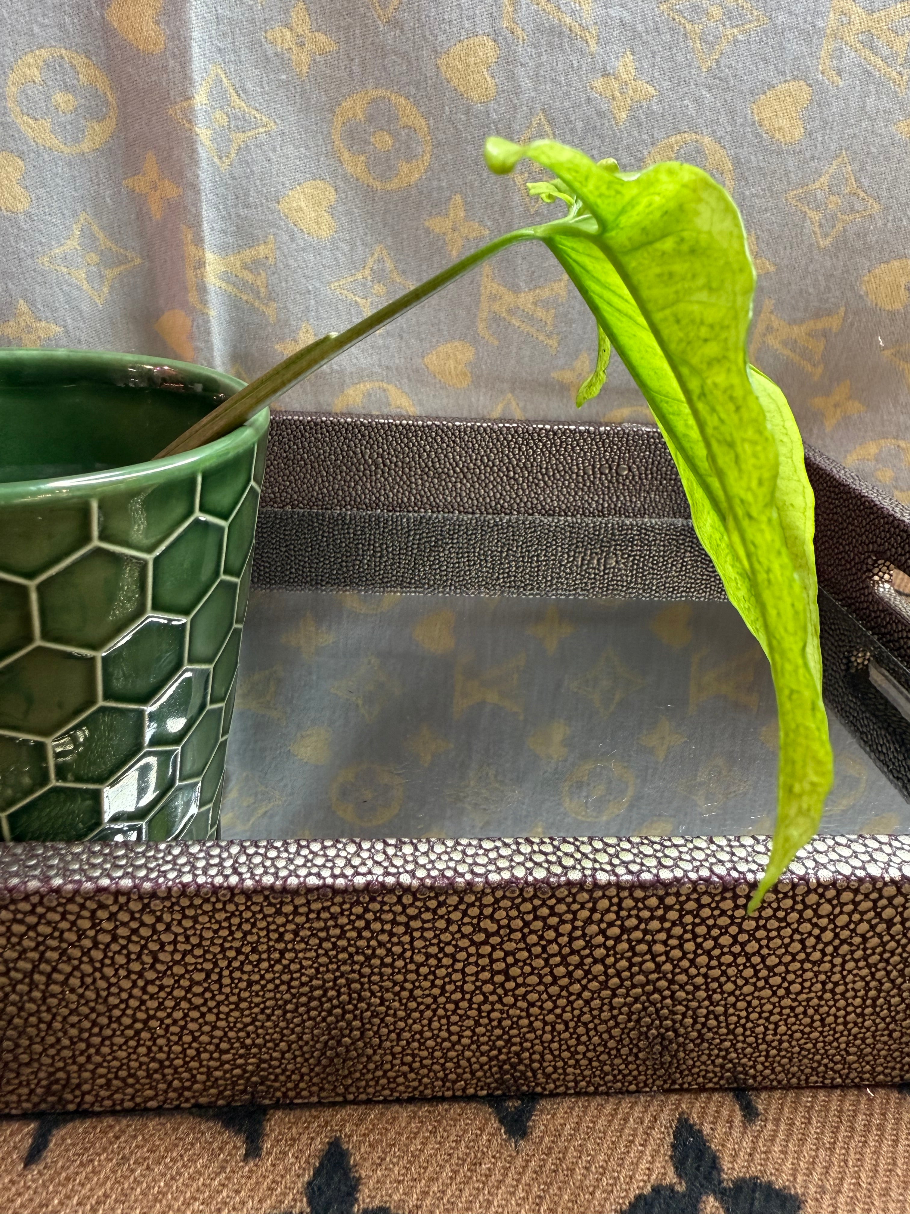 Syngonium Angustatum Variegated cutting