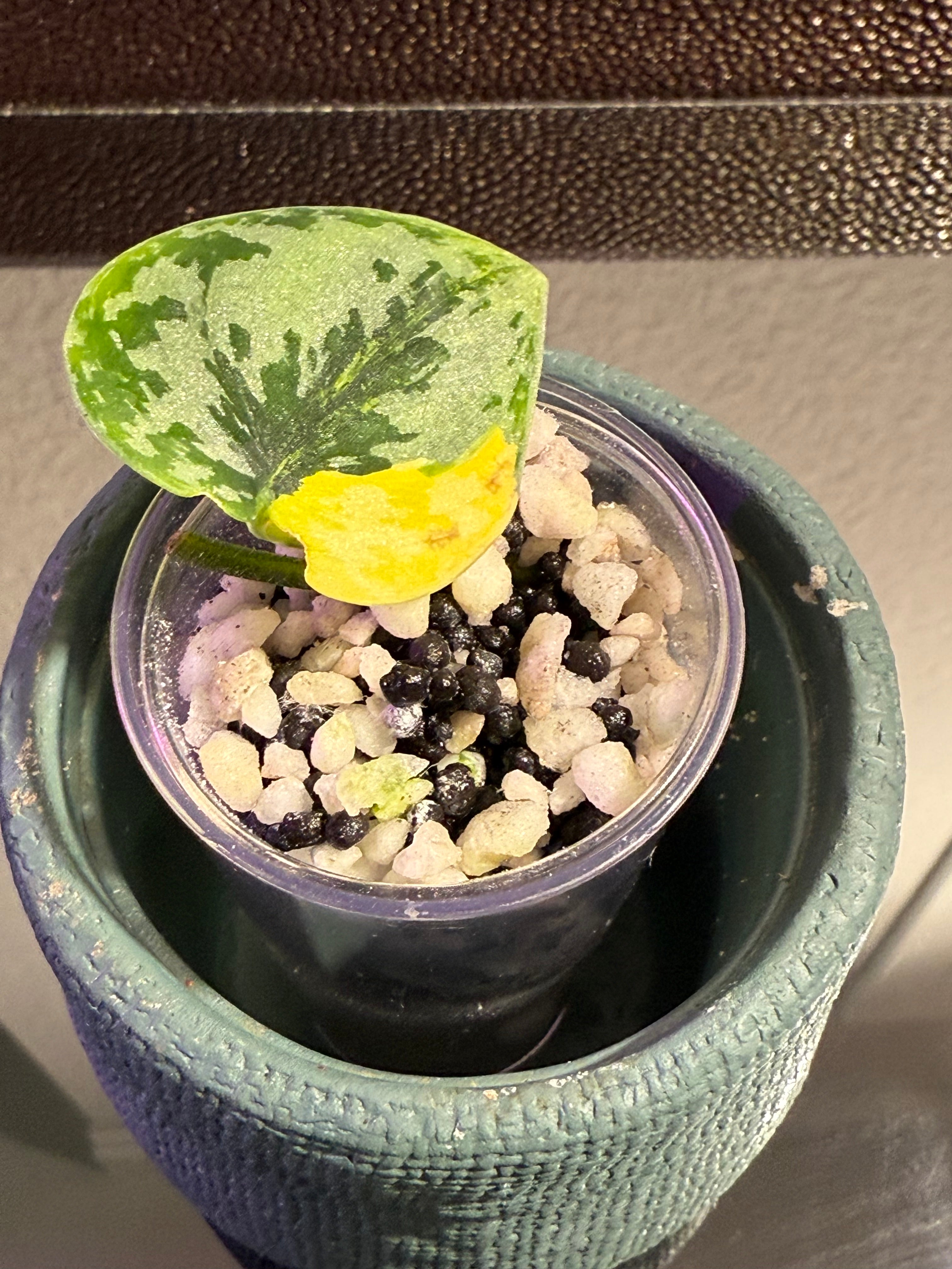 Scindapsus Apolaki Variegated