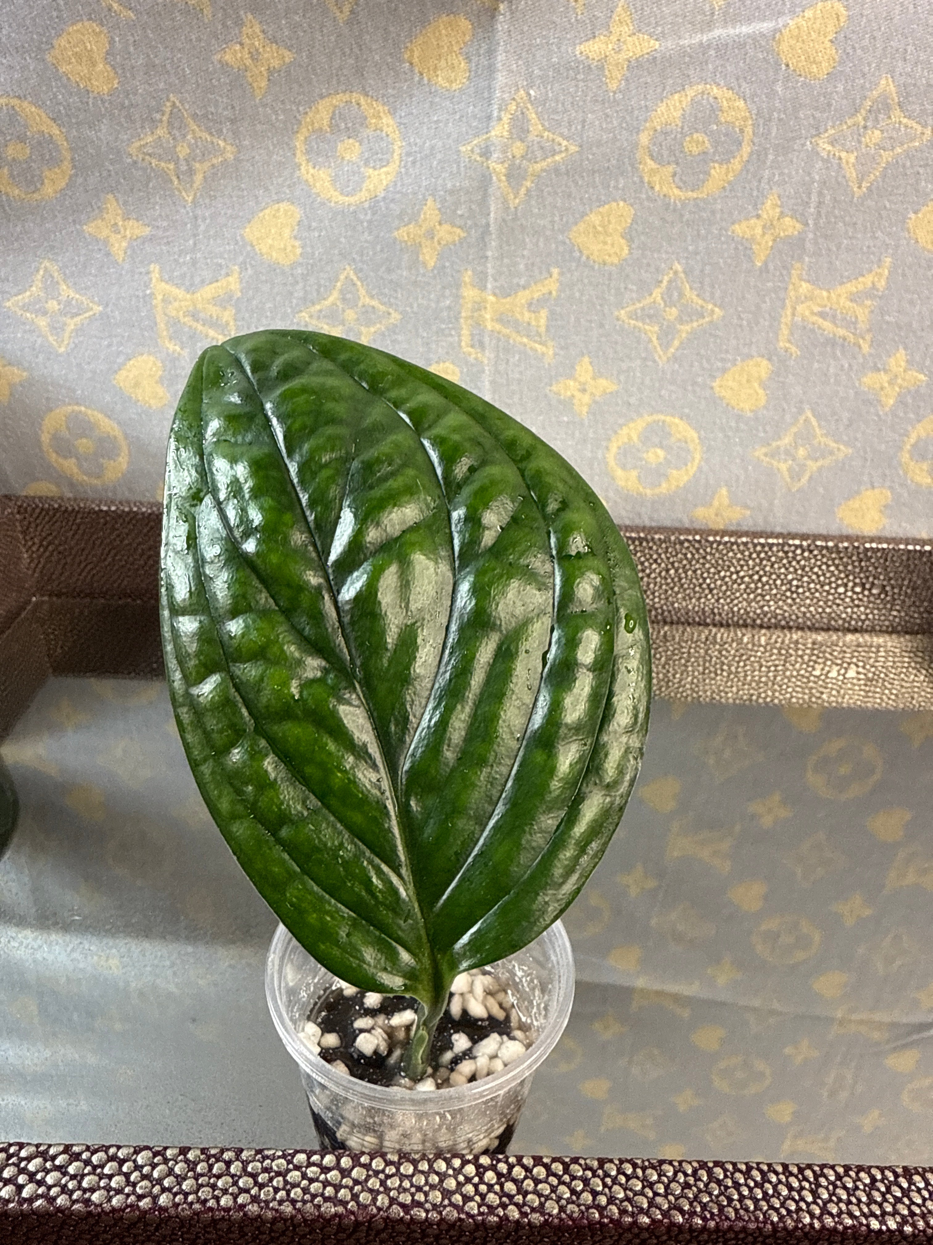 Monstera Peru cutting