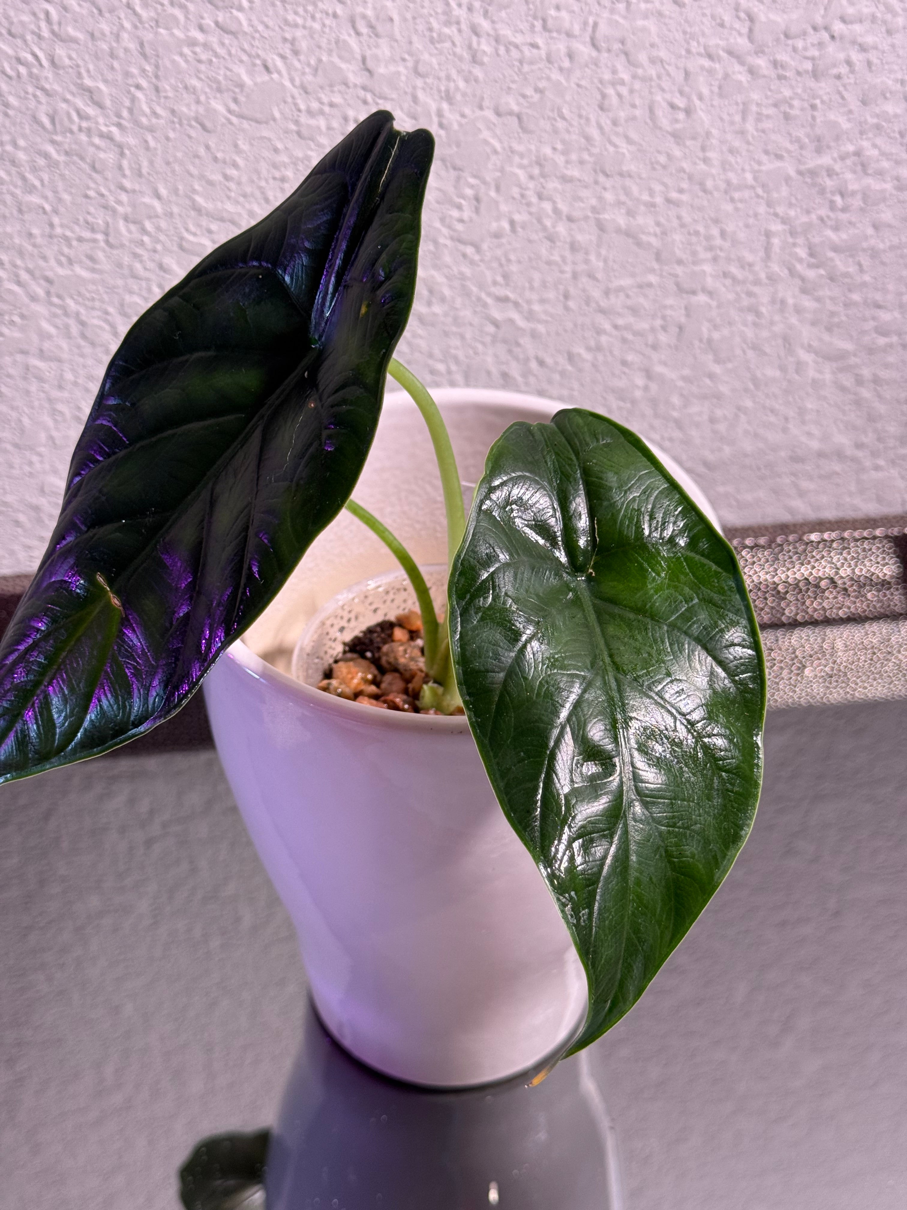 Green Unicorn Alocasia