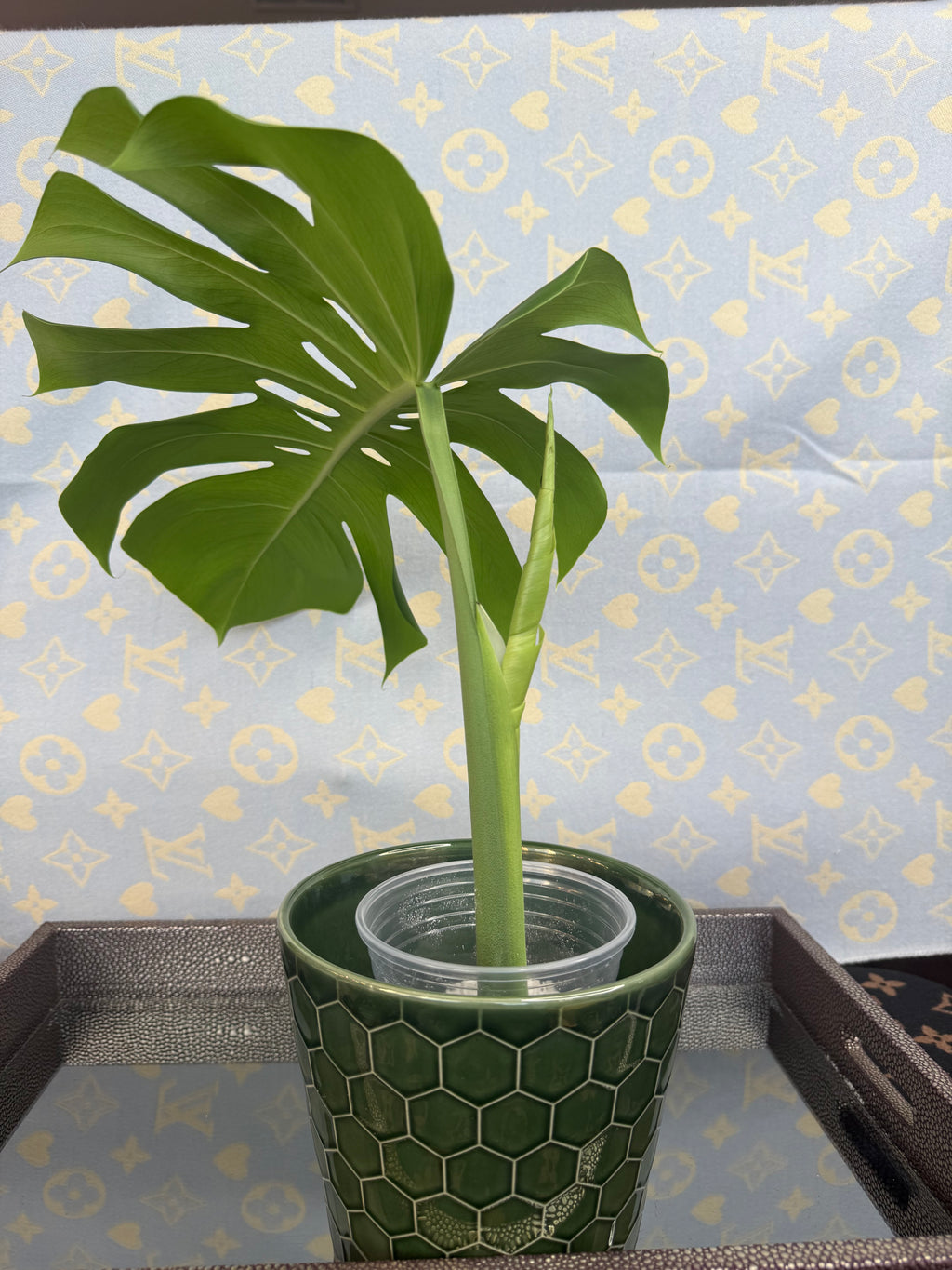 Monstera Borsigiana Albo (possible revert) cutting