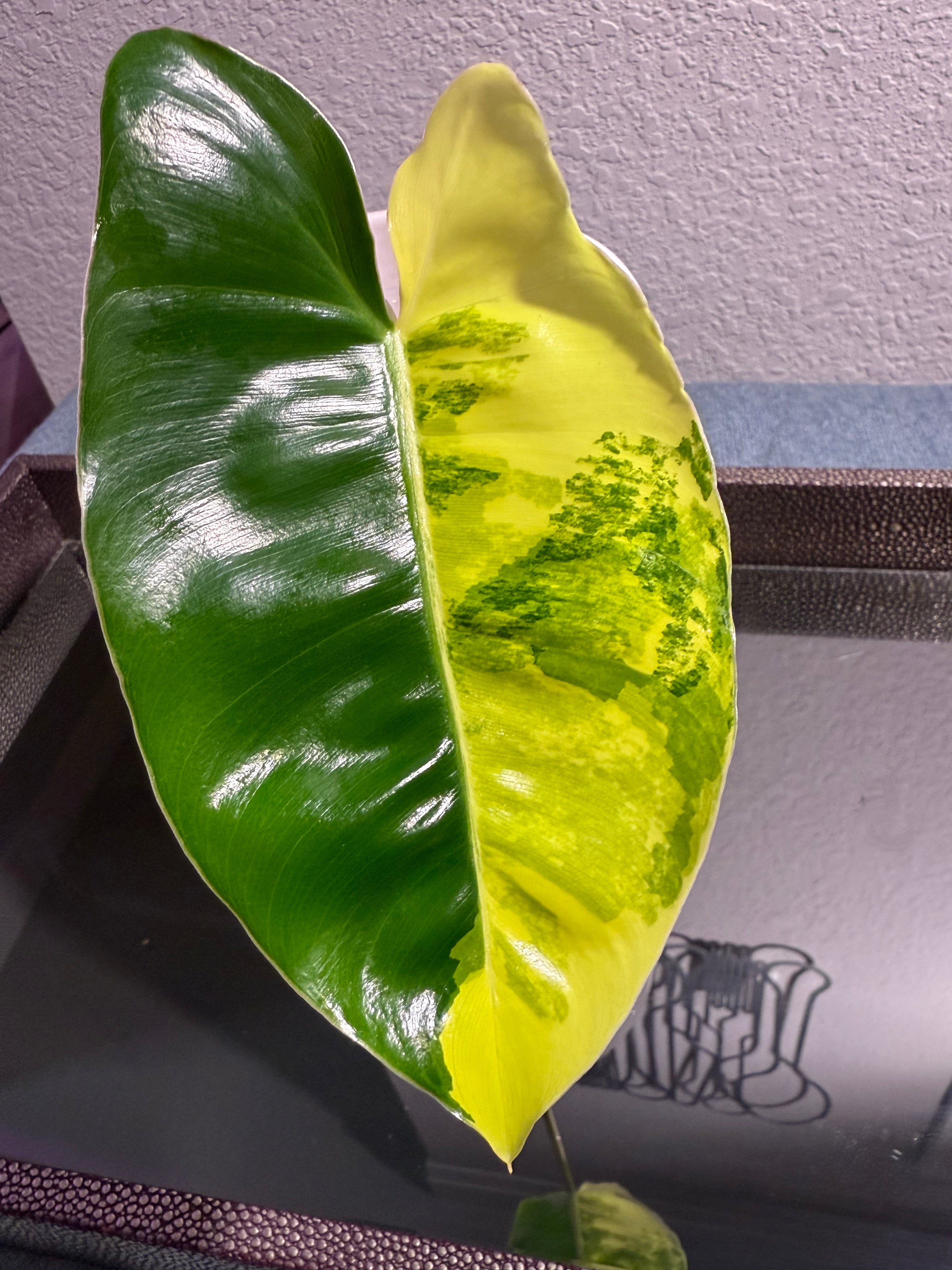 Philodendron Burle Marx Variegated