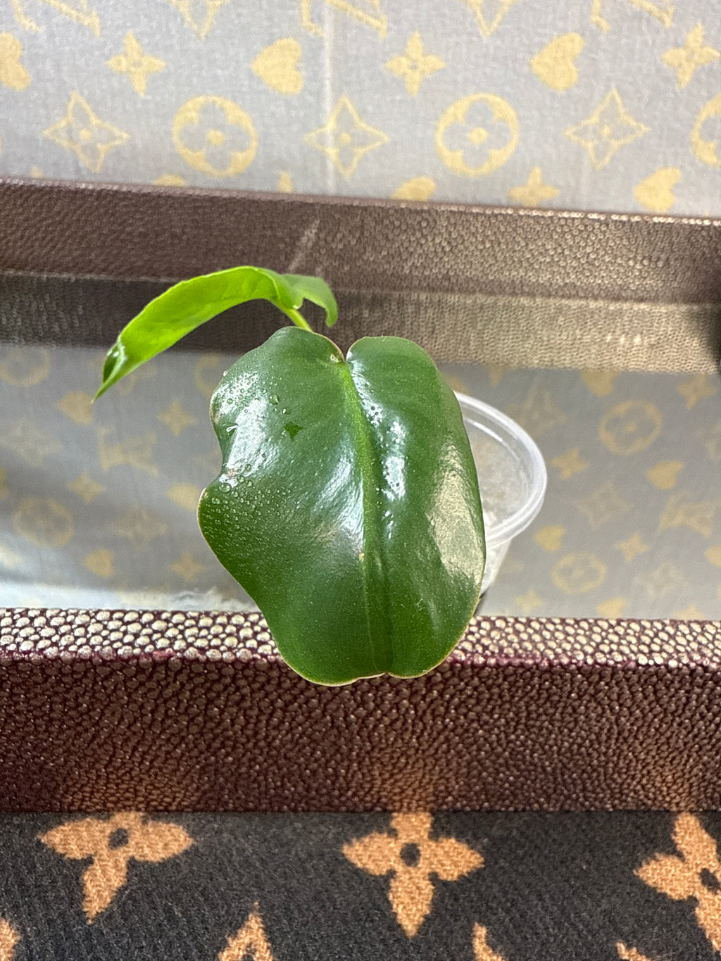 Philodendron Burle Marx cutting