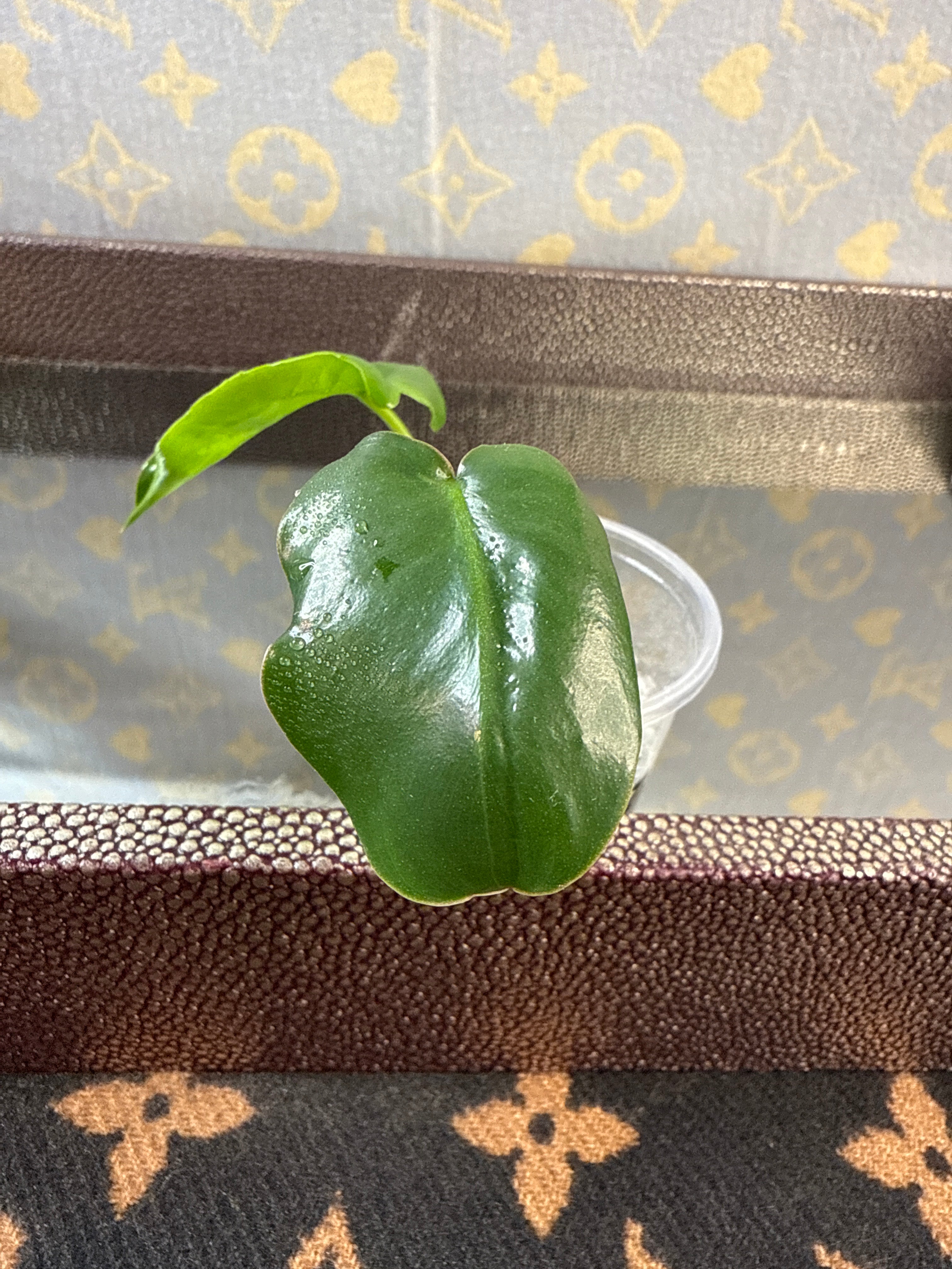 Philodendron Burle Marx cutting