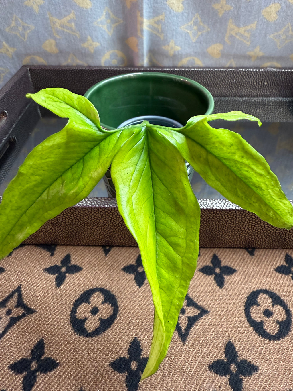 Syngonium Angustatum Variegated cutting