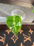 Philodendron Burle Marx cutting