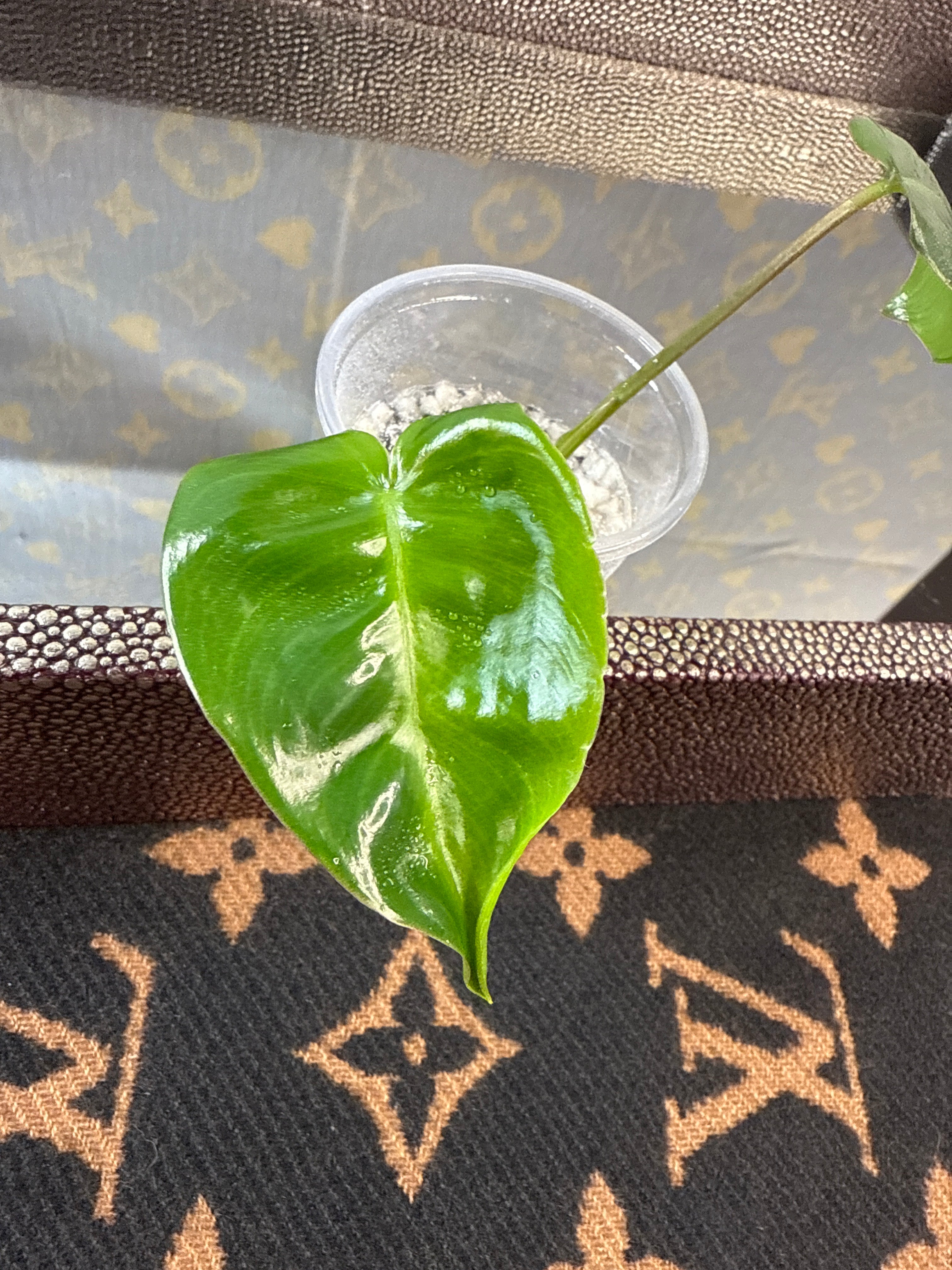 Philodendron Burle Marx cutting