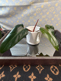 Philodendron Red Anderson cutting