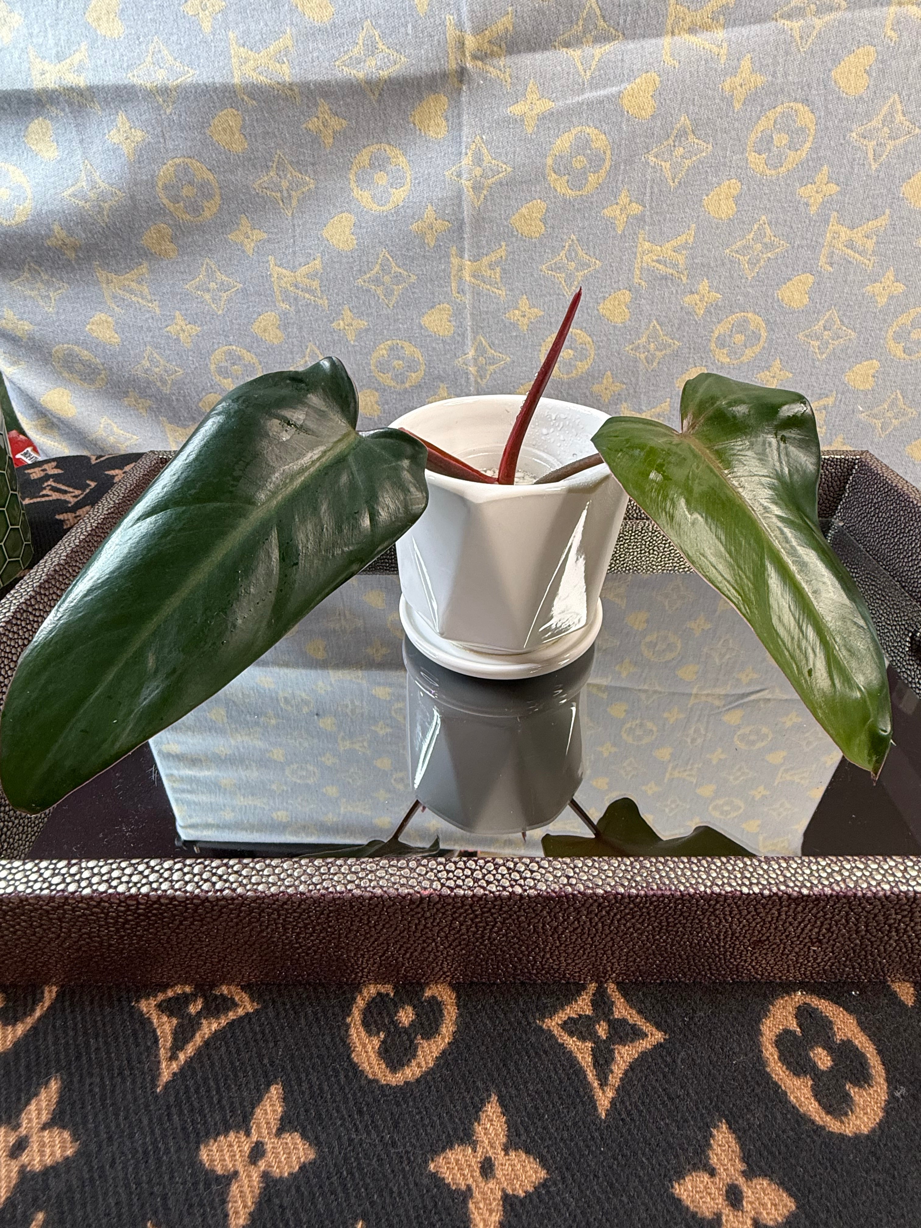Philodendron Red Anderson cutting