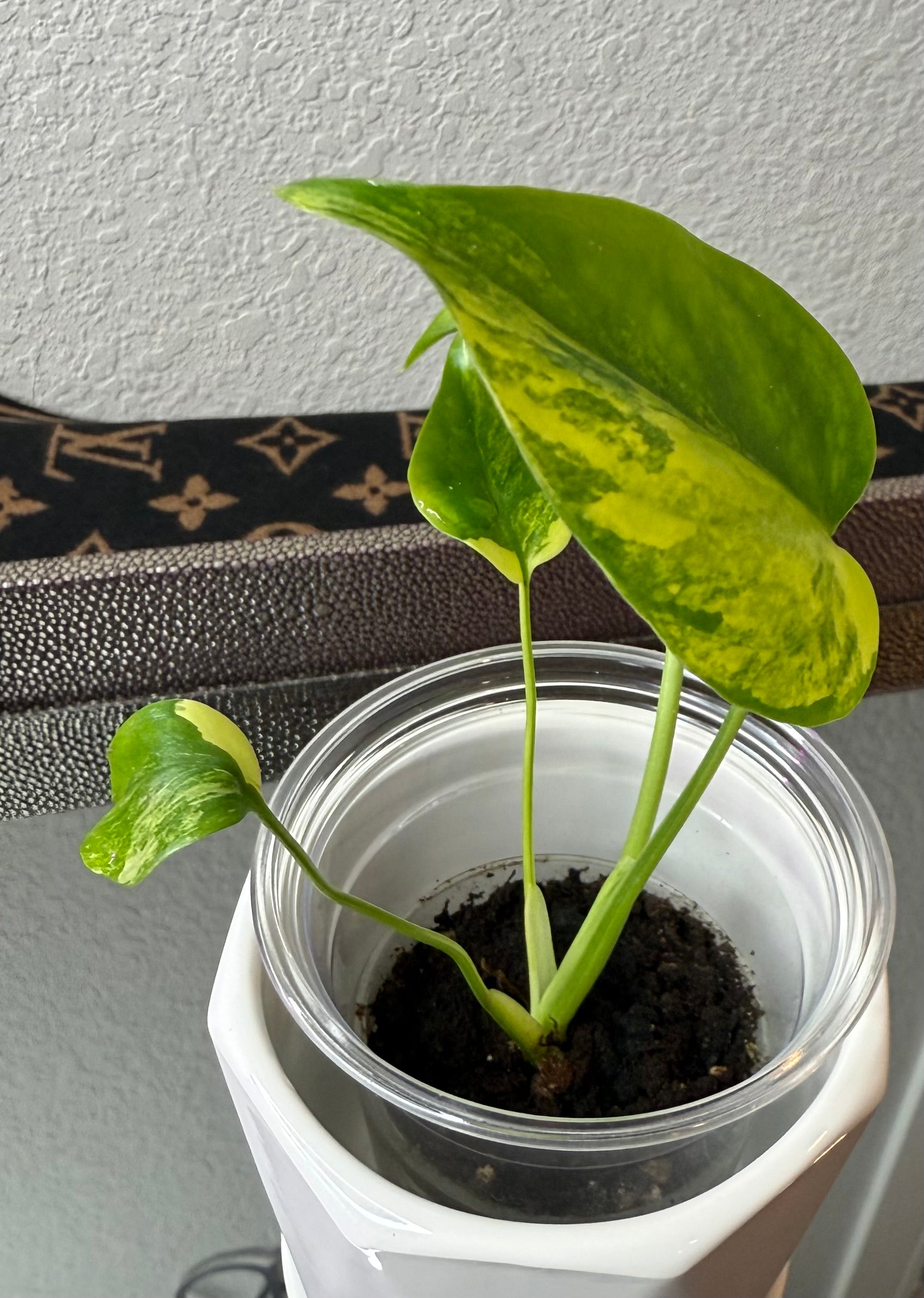 Monstera Yellow Marilyn (acclimated tissue culture)