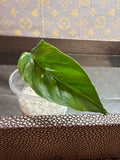 Epipremnum Pinnatum Albo cutting