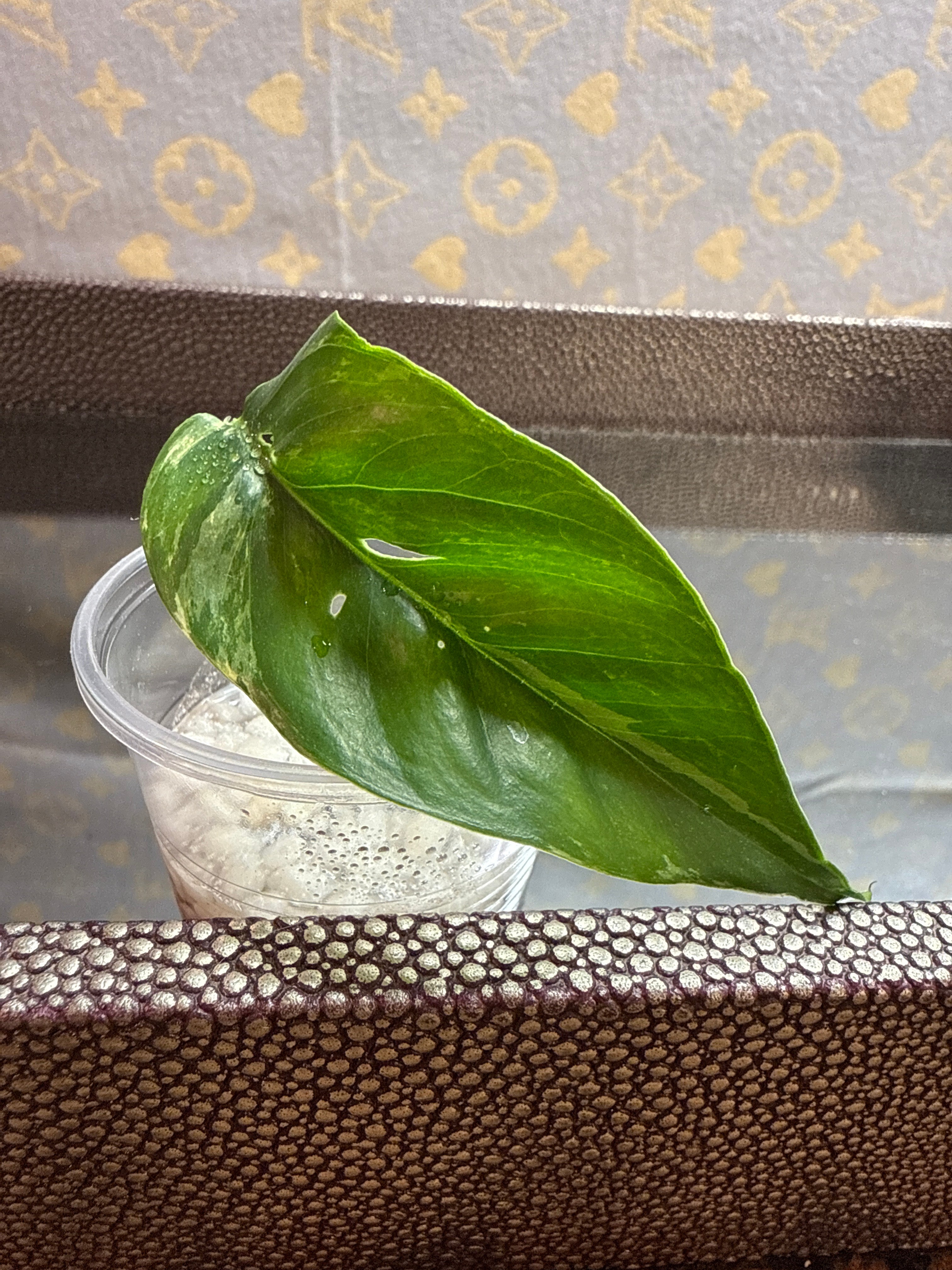 Epipremnum Pinnatum Albo cutting