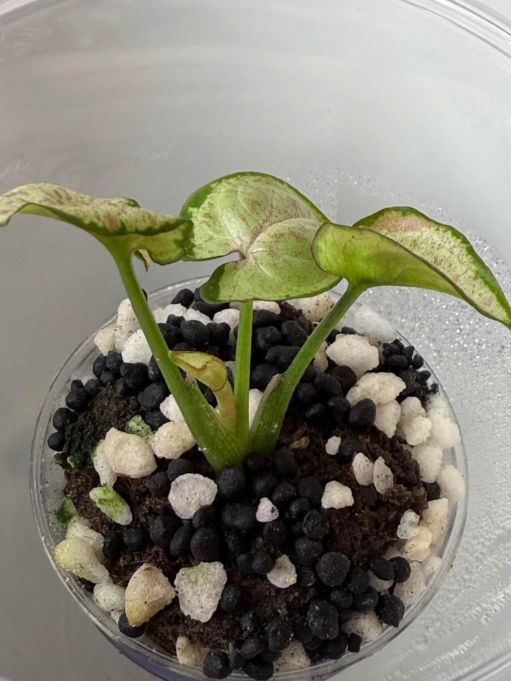 Syngonium
Milk Confetti (acclimated tissue culture)