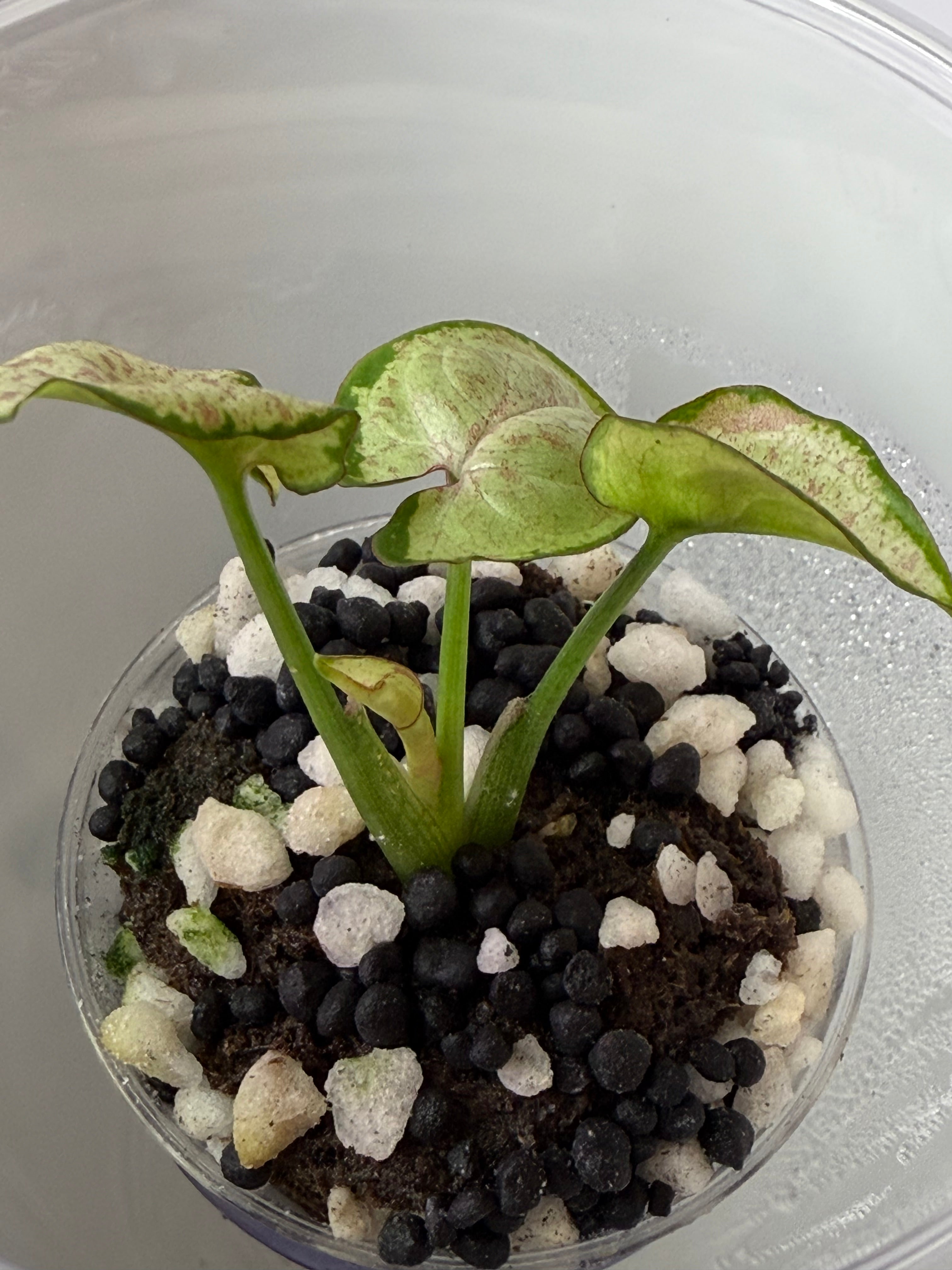 Syngonium
Milk Confetti (acclimated tissue culture)