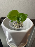 Anthurium Clarinervium (acclimated tissue culture)