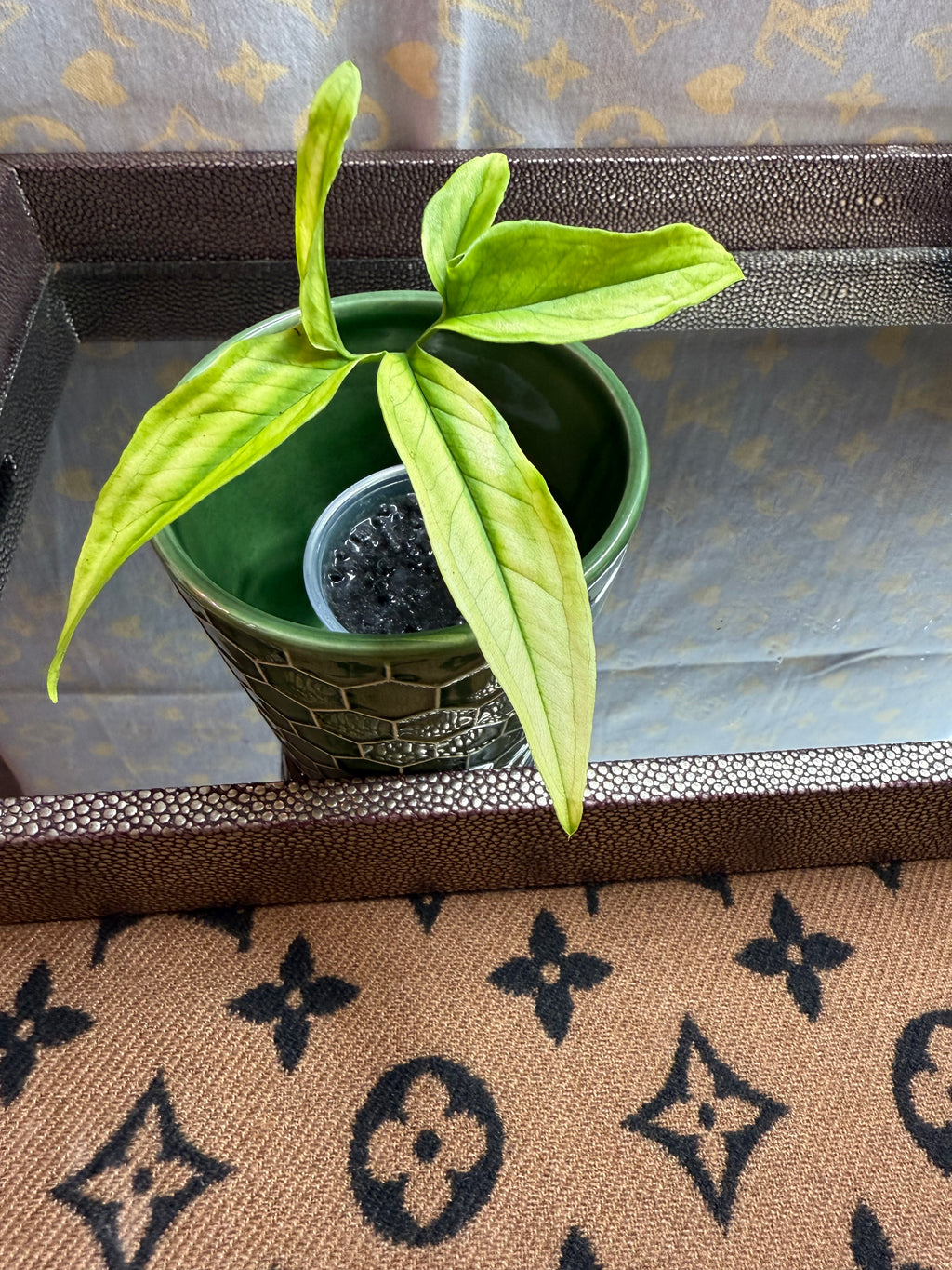 Syngonium Angustatum Variegated cutting