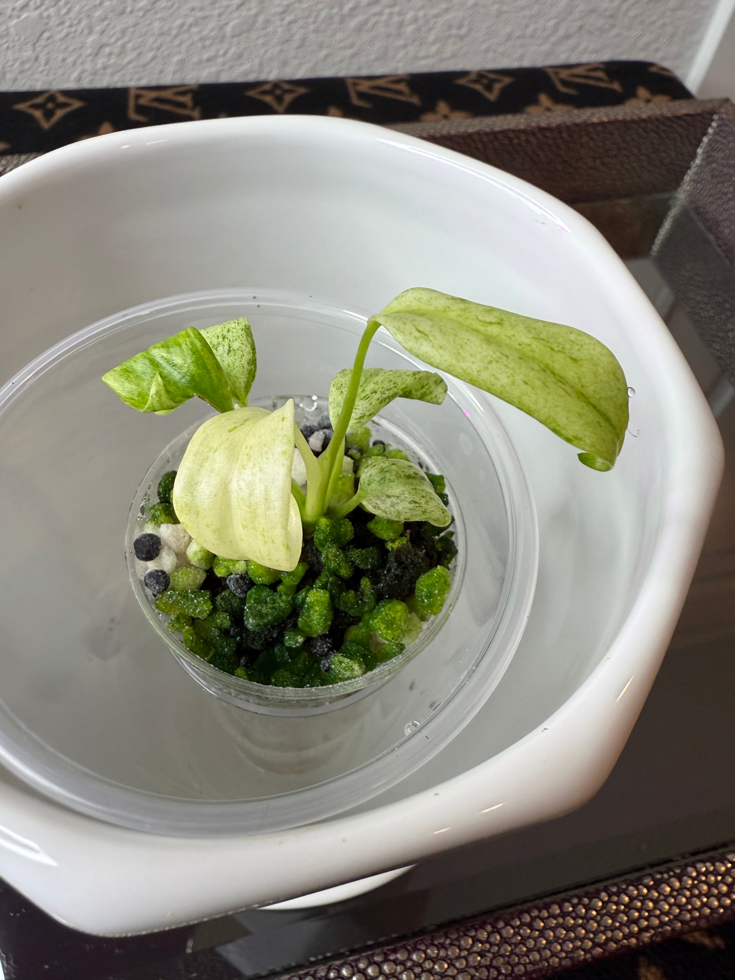 Epipremnum Giganteum Variegated (acclimated tissue culture)