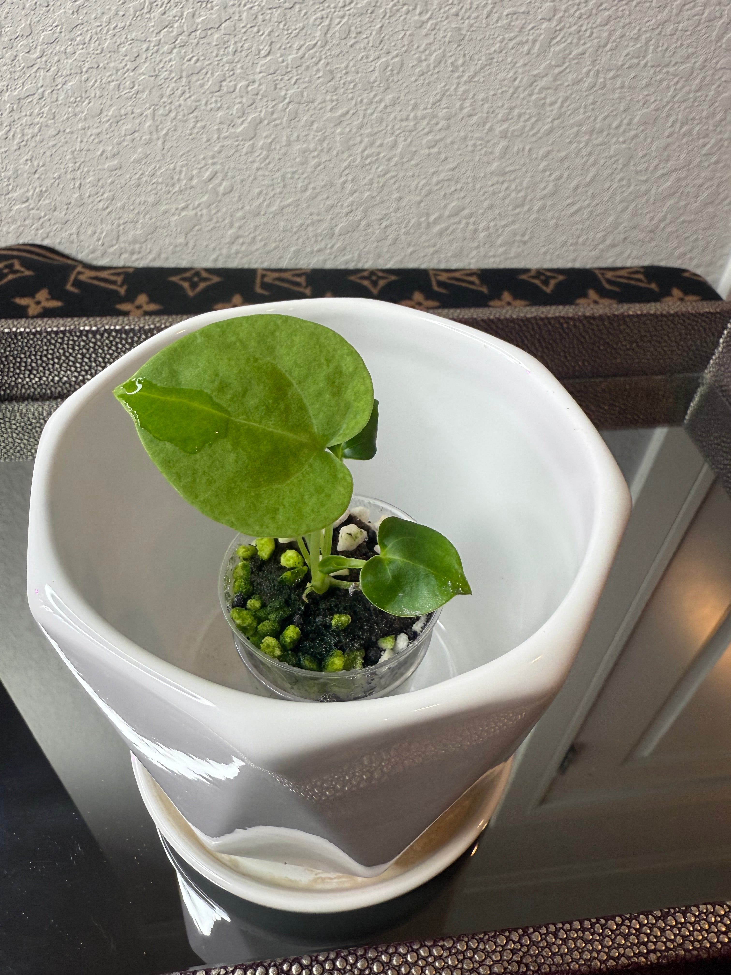 Anthurium Clarinervium (acclimated tissue culture)