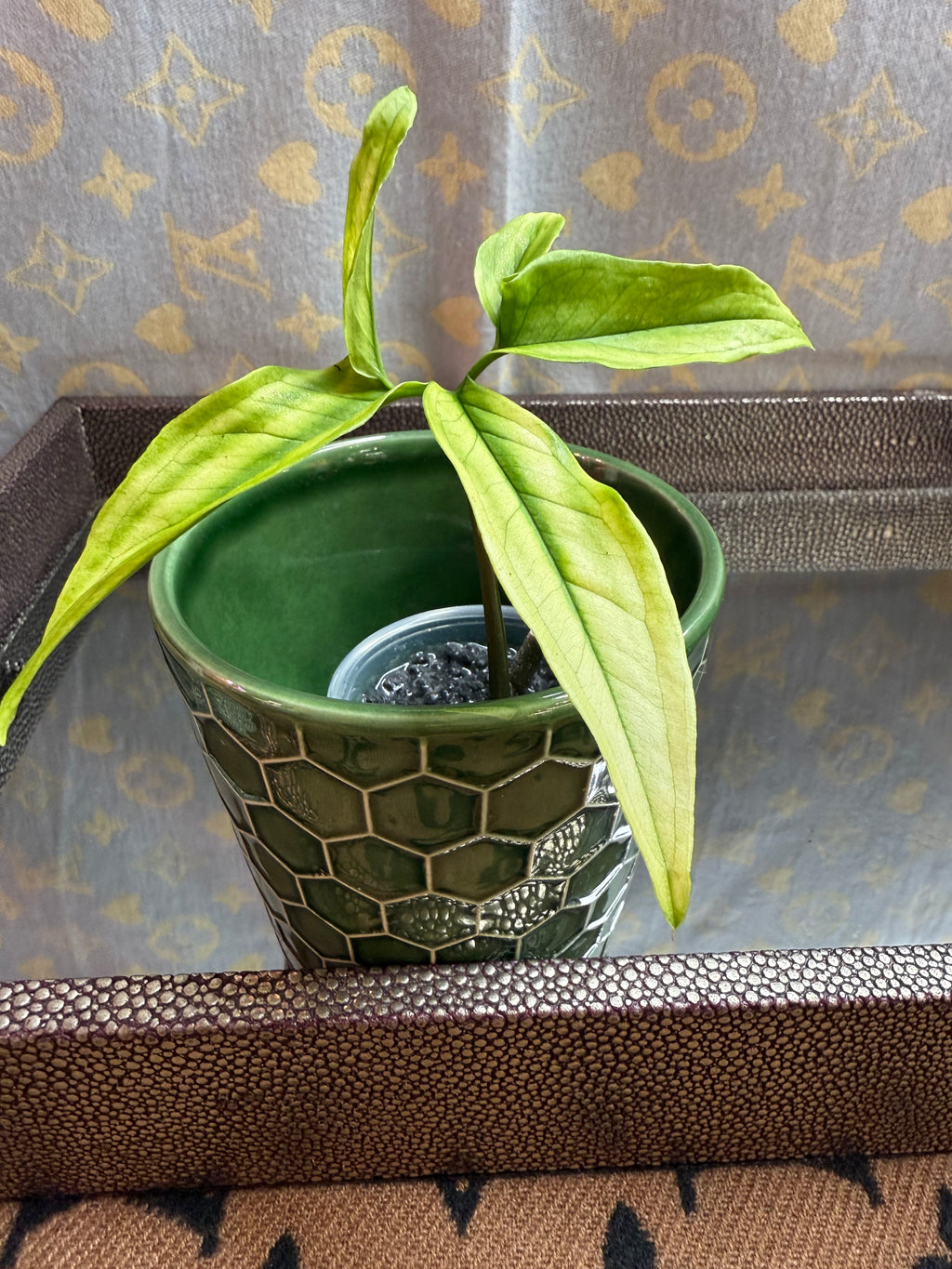 Syngonium Angustatum Variegated cutting