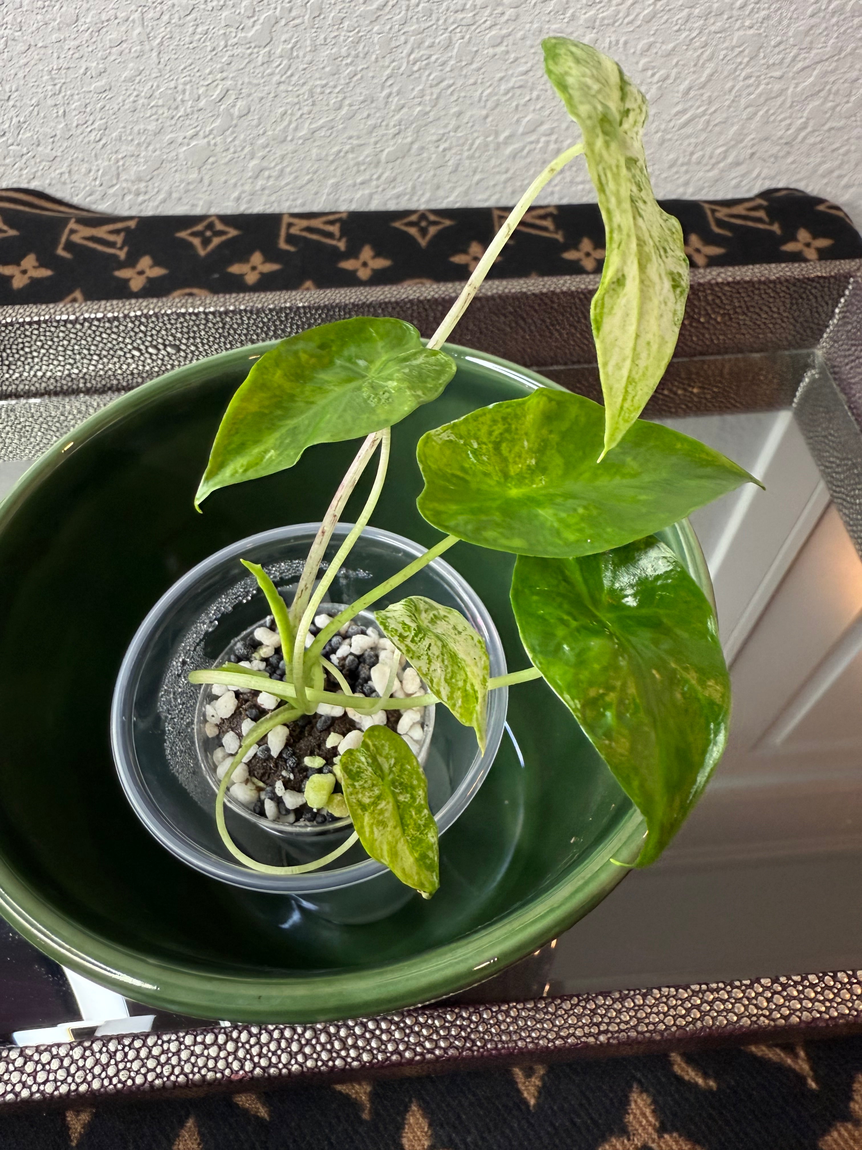 Alocasia Odora Batik (acclimated tissue culture)