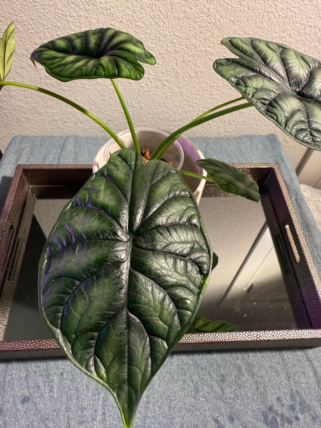 Alocasia Dragon Scale