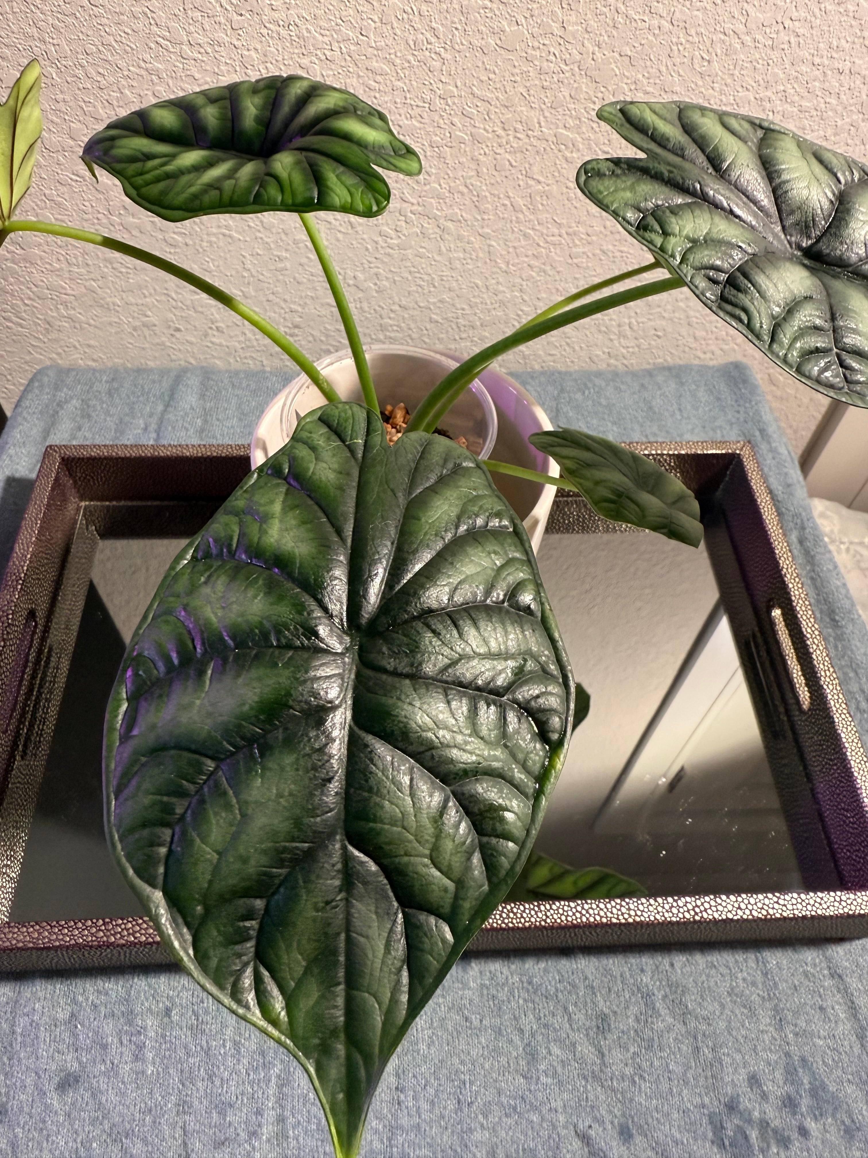 Alocasia Dragon Scale