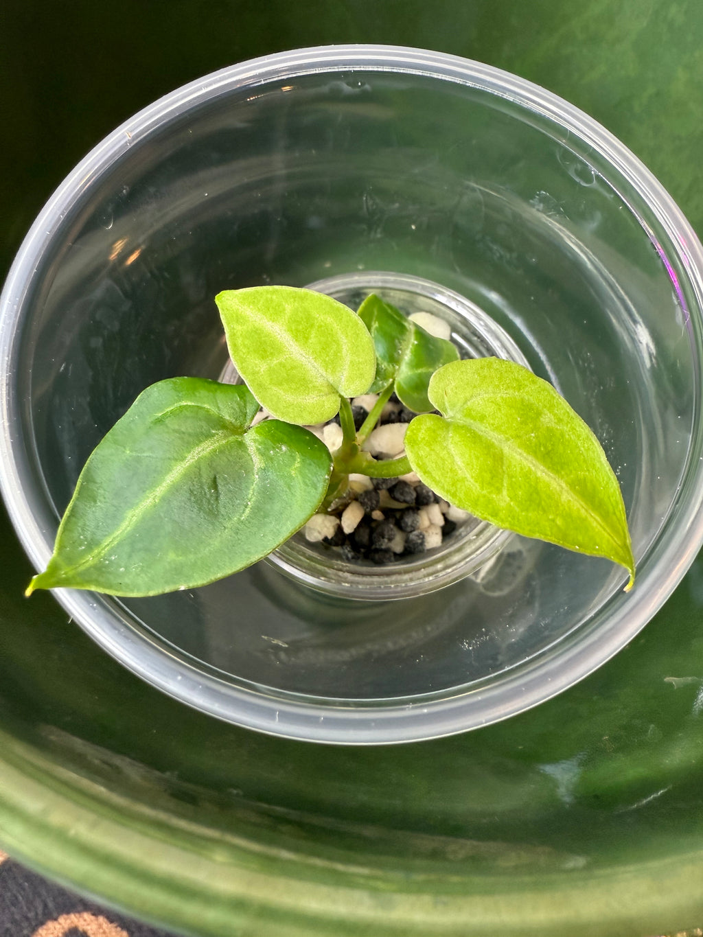 Anthurium Magnificum X Crystallinum (acclimated tissue culture)