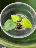 Anthurium Magnificum X Crystallinum (acclimated tissue culture)