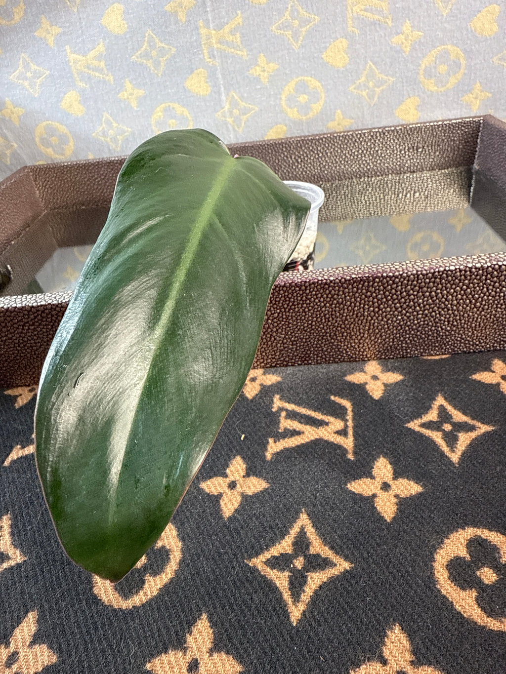 Philodendron Red Anderson cutting