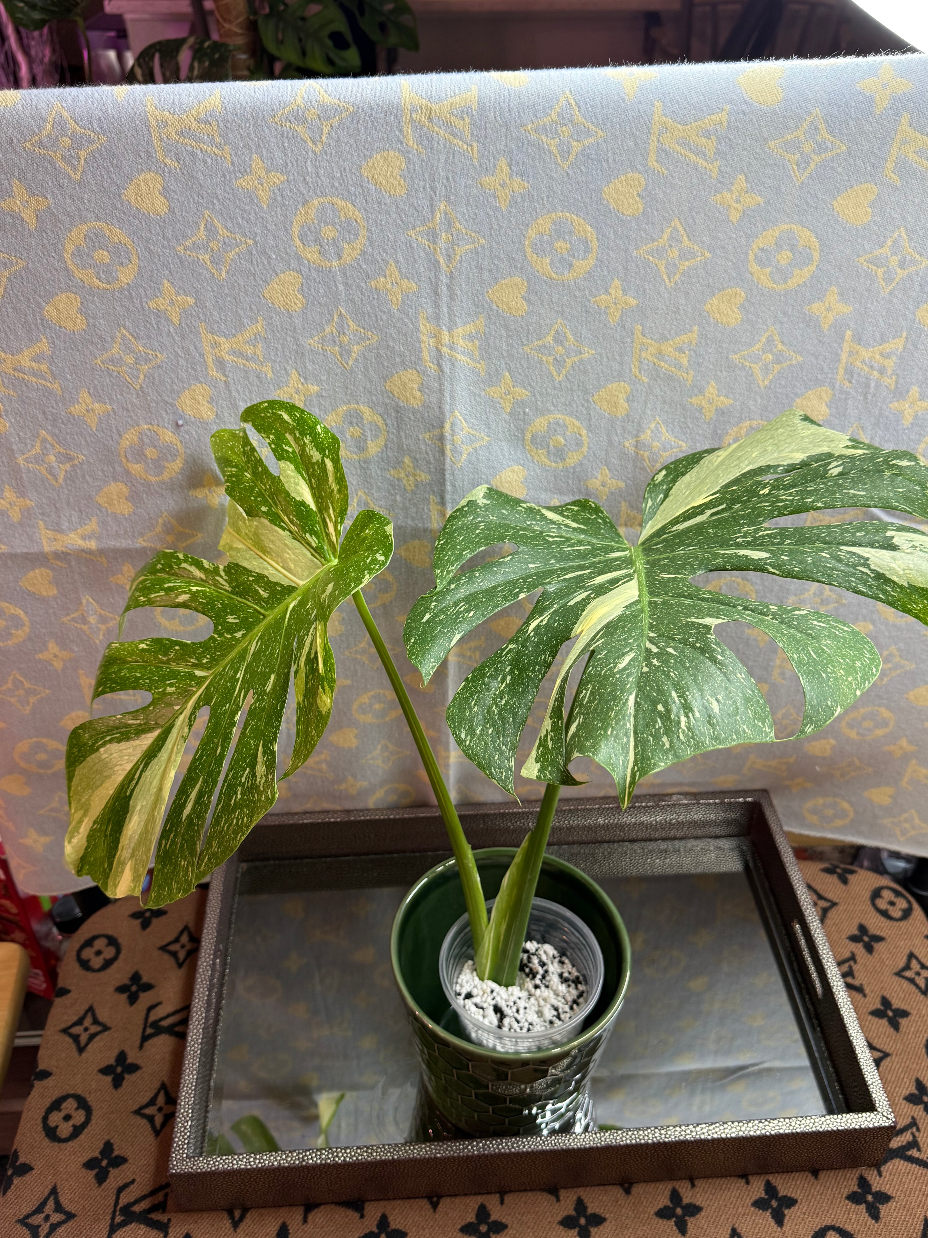 Monstera Thai Constellation cutting