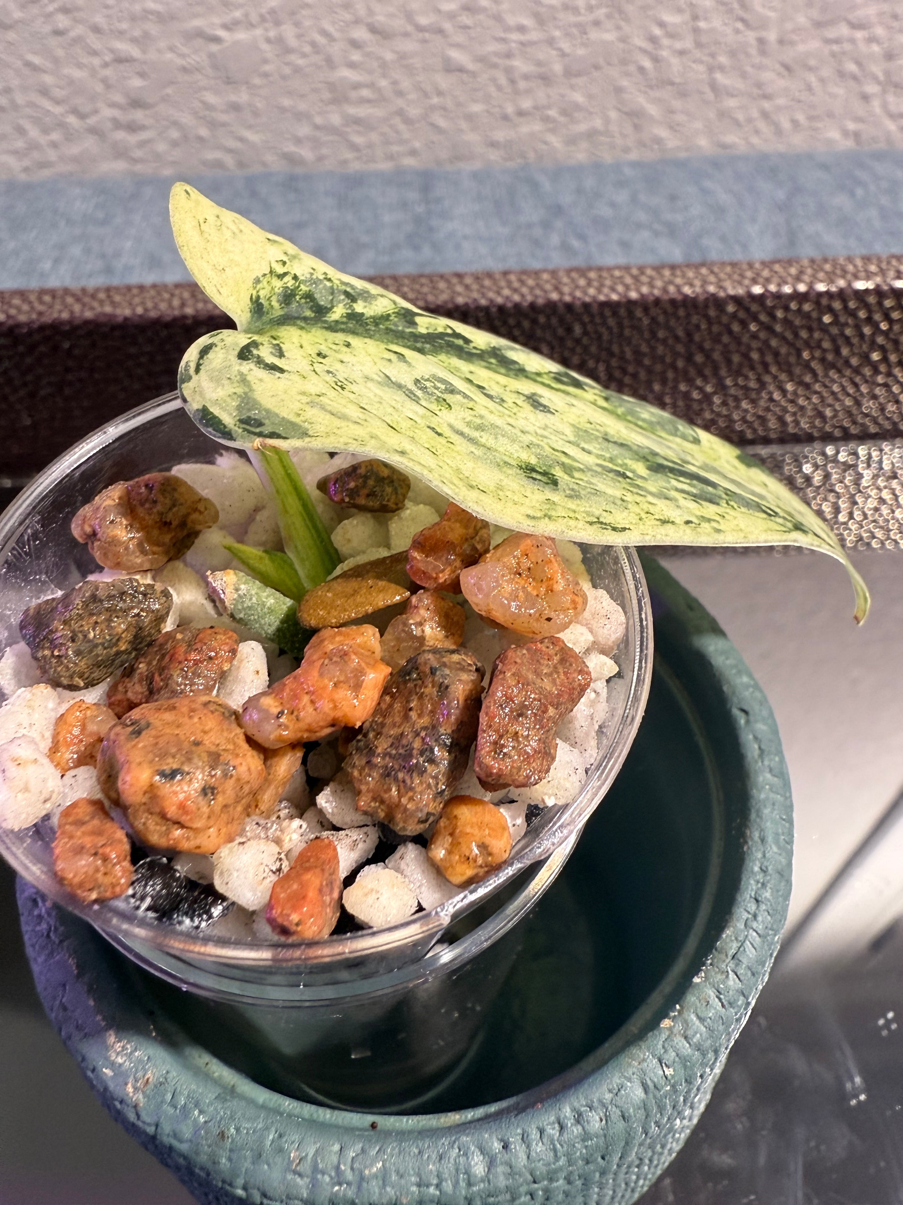 Scindapsus Halimoon Variegated