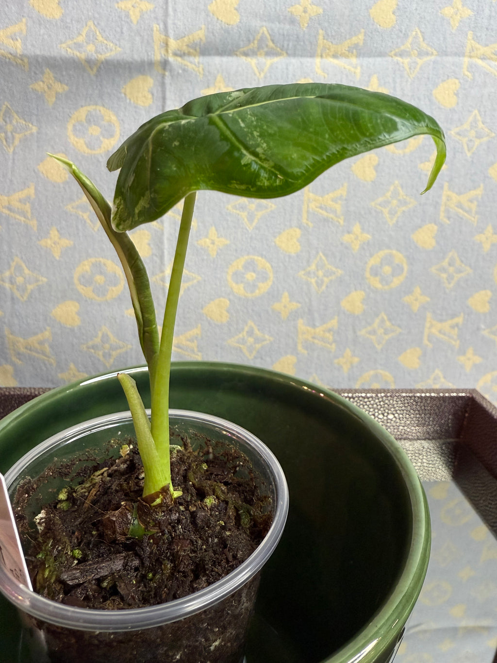 Alocasia Frydek Variegated