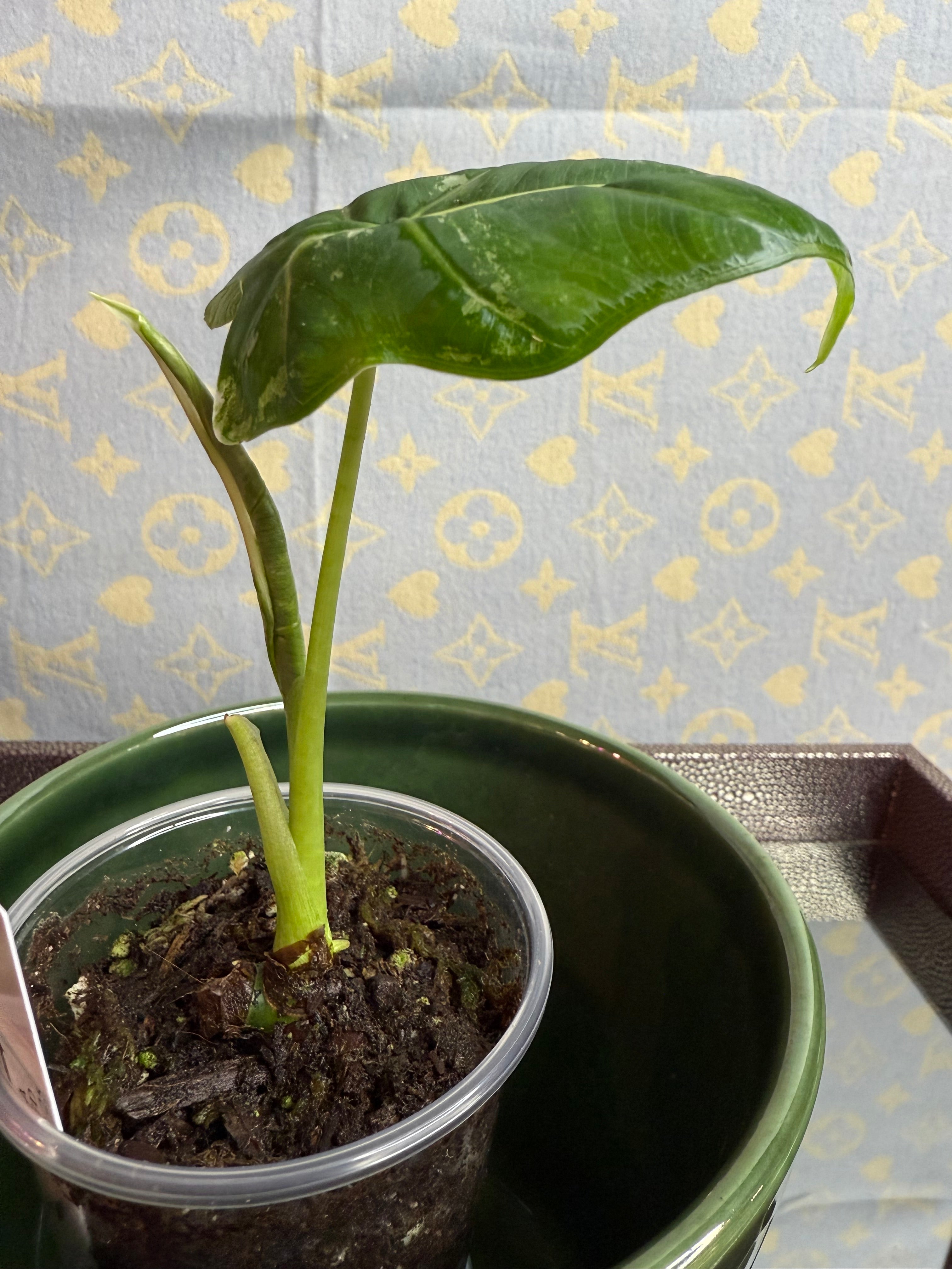 Alocasia Frydek Variegated
