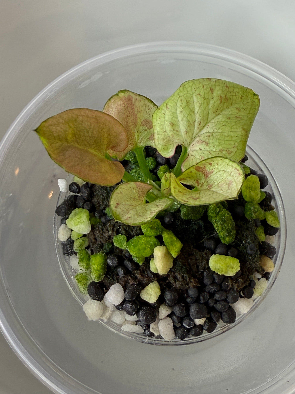 Syngonium
Milk Confetti (acclimated tissue culture)