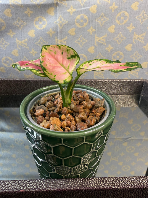 Aglaonema Lucky Red 