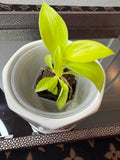 Philodendron Snowdrift (acclimated tissue culture)