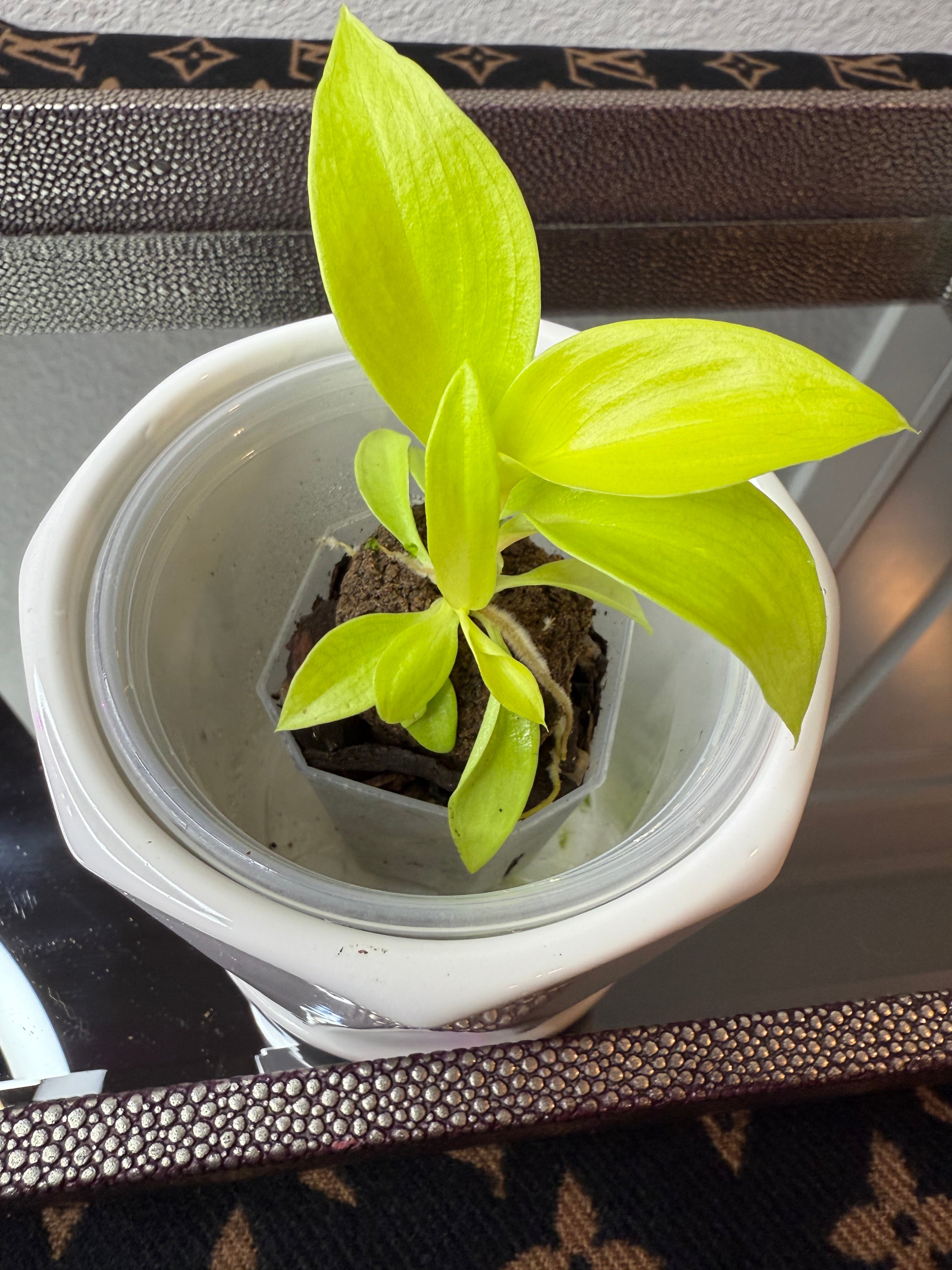 Philodendron Snowdrift (acclimated tissue culture)