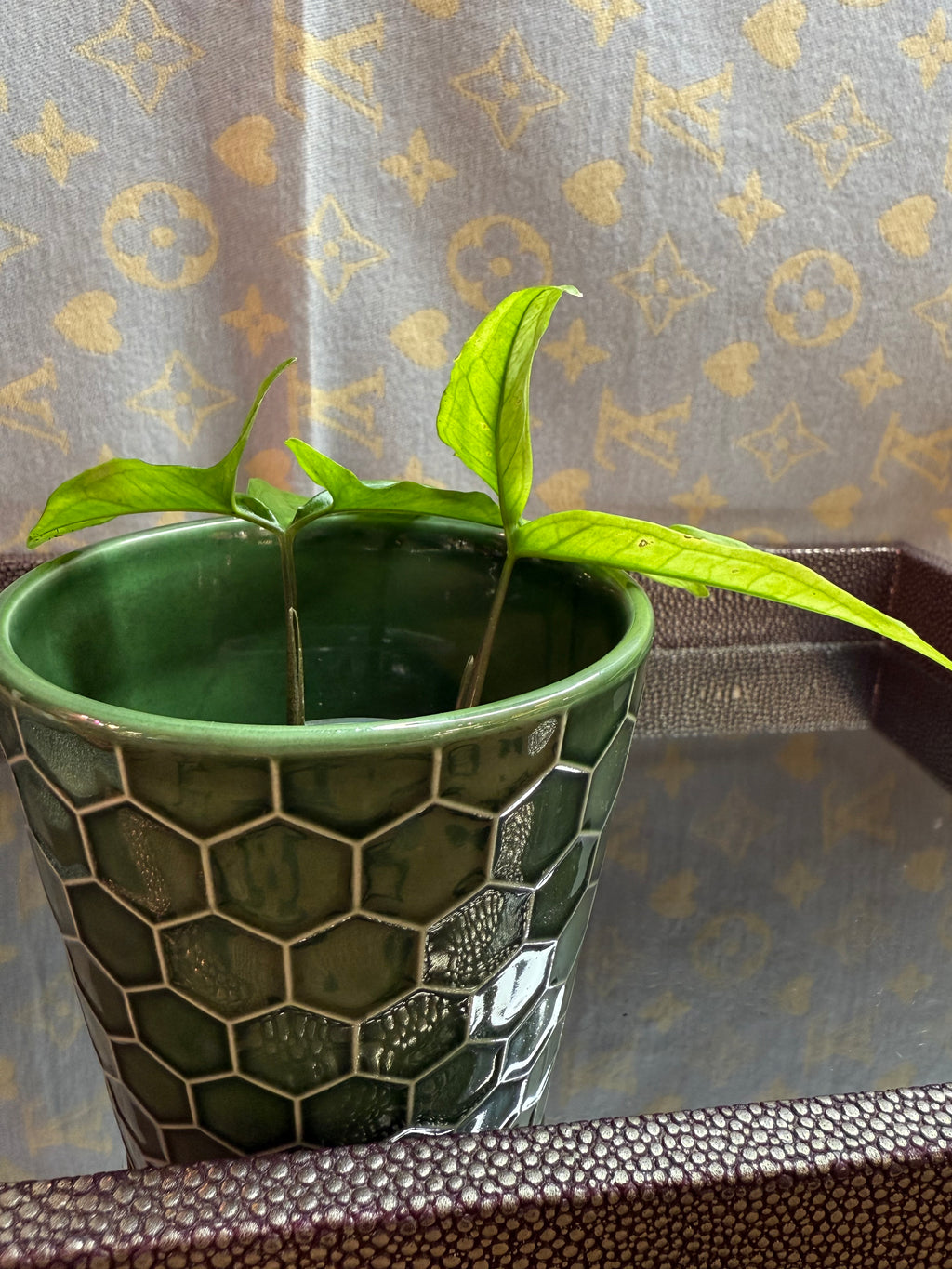 Syngonium Angustatum Variegated cutting