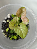 Syngonium
Milk Confetti (acclimated tissue culture)