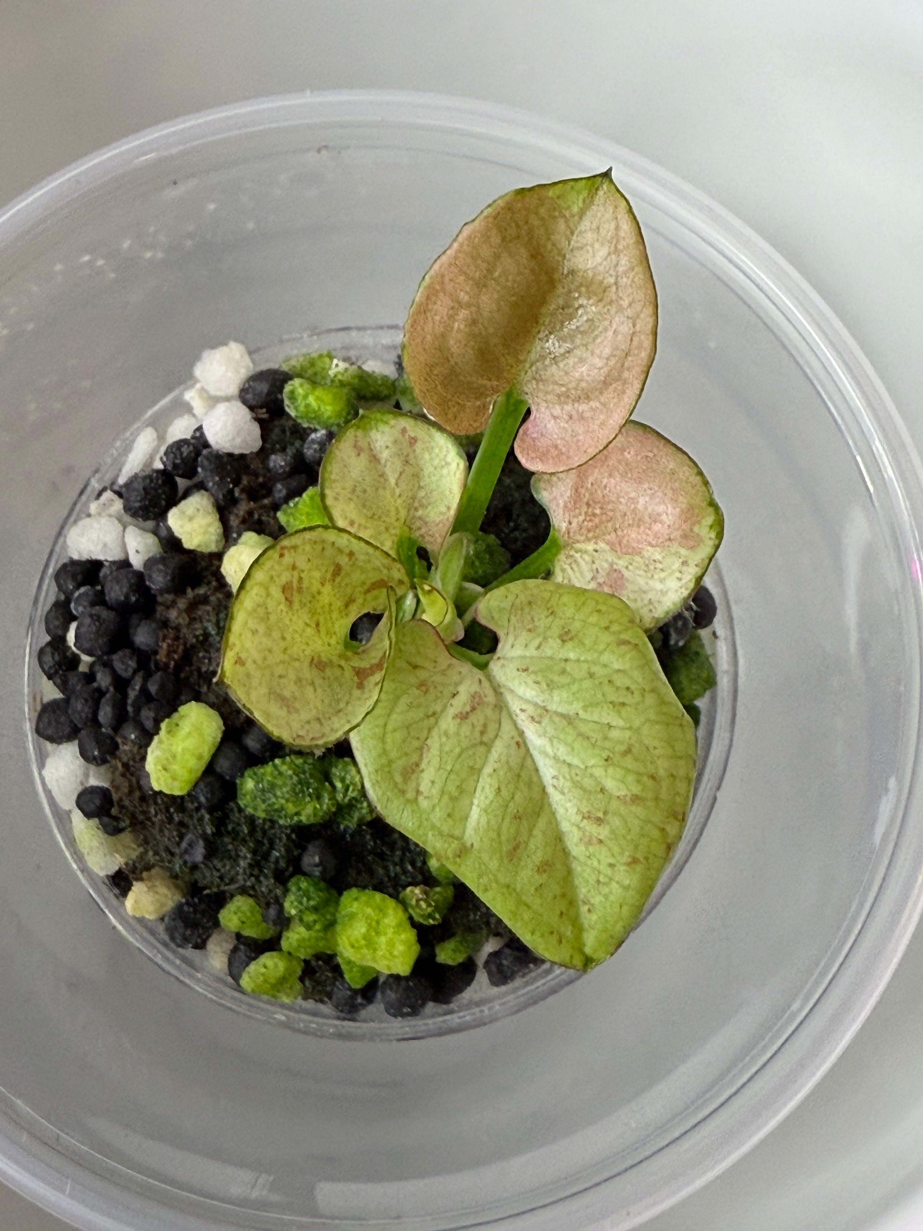 Syngonium
Milk Confetti (acclimated tissue culture)