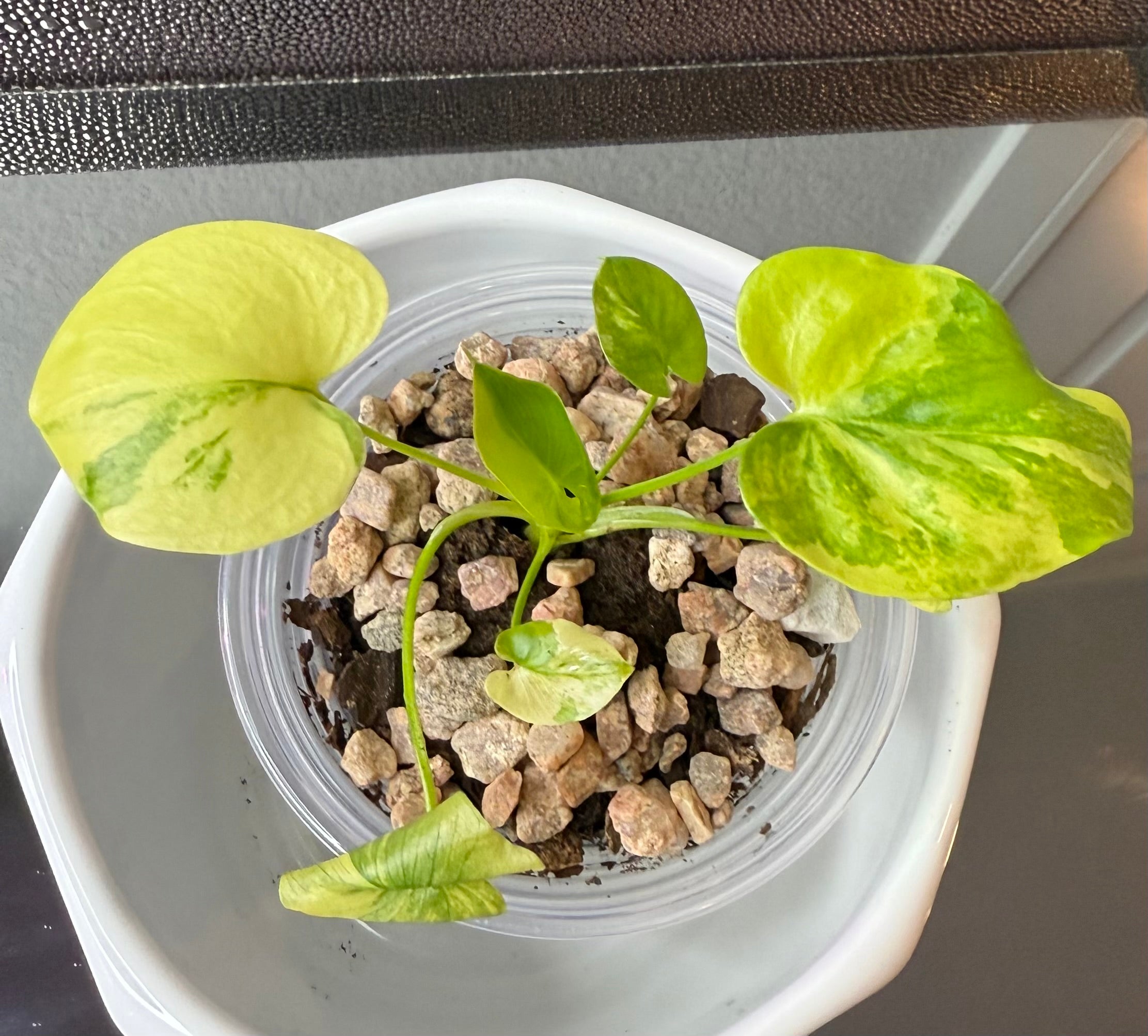 Philodendron Bipinnatifidum Aurea (acclimated tissue culture)