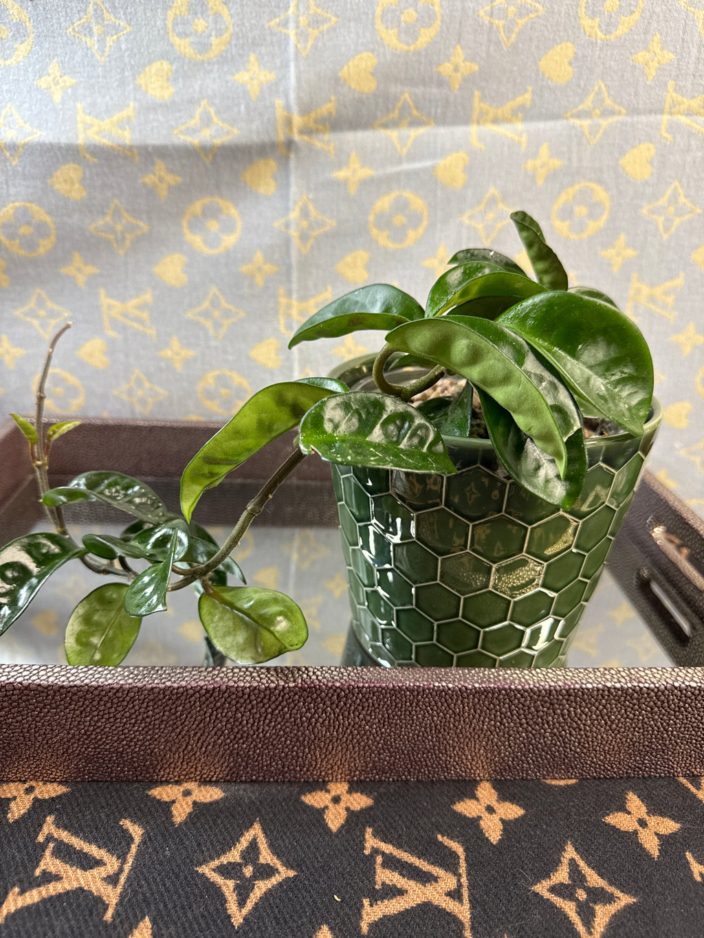 Hoya Carnosa Krinkle 