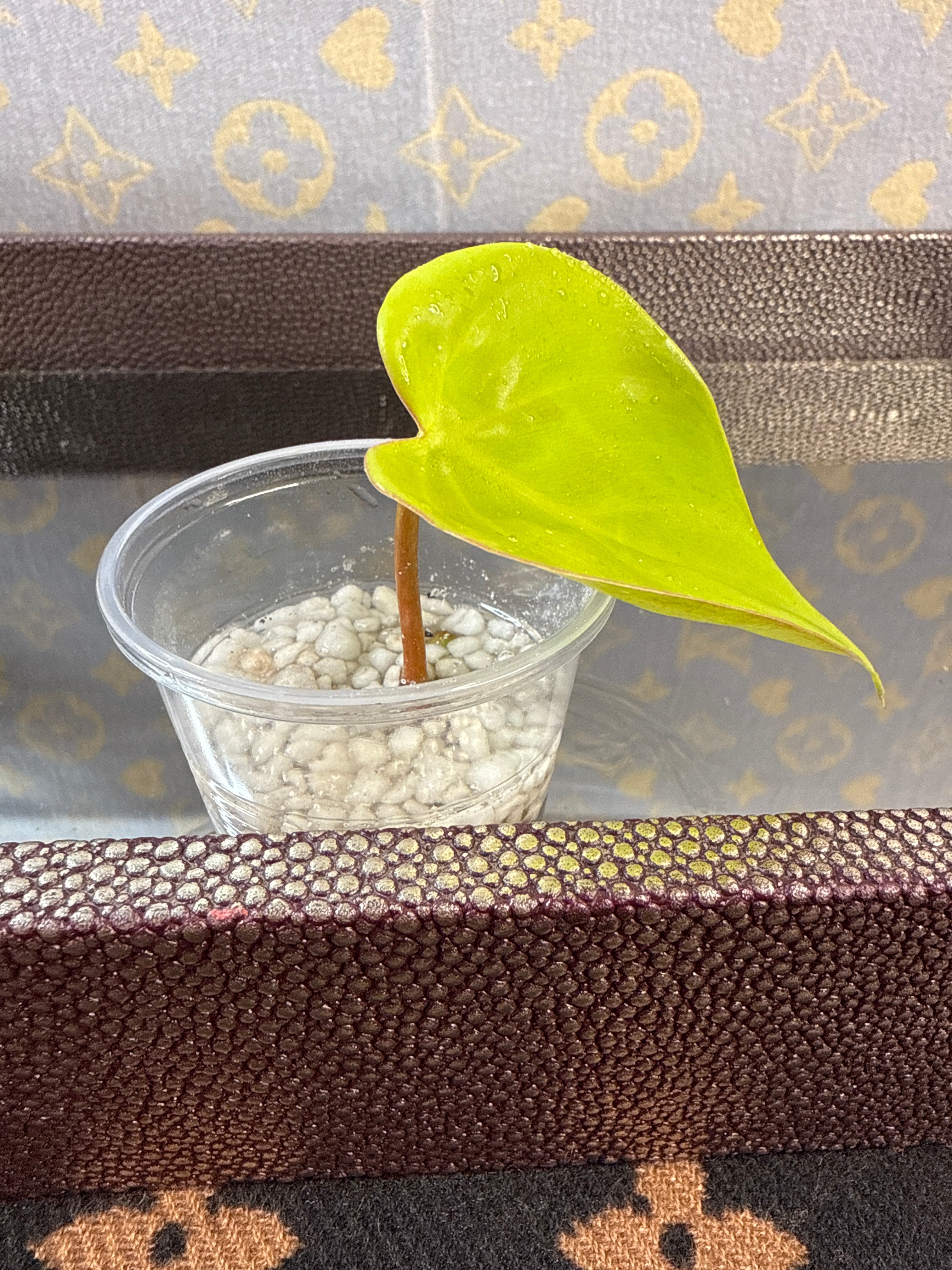 Philodendron Lemon Lime Heartleaf Cutting