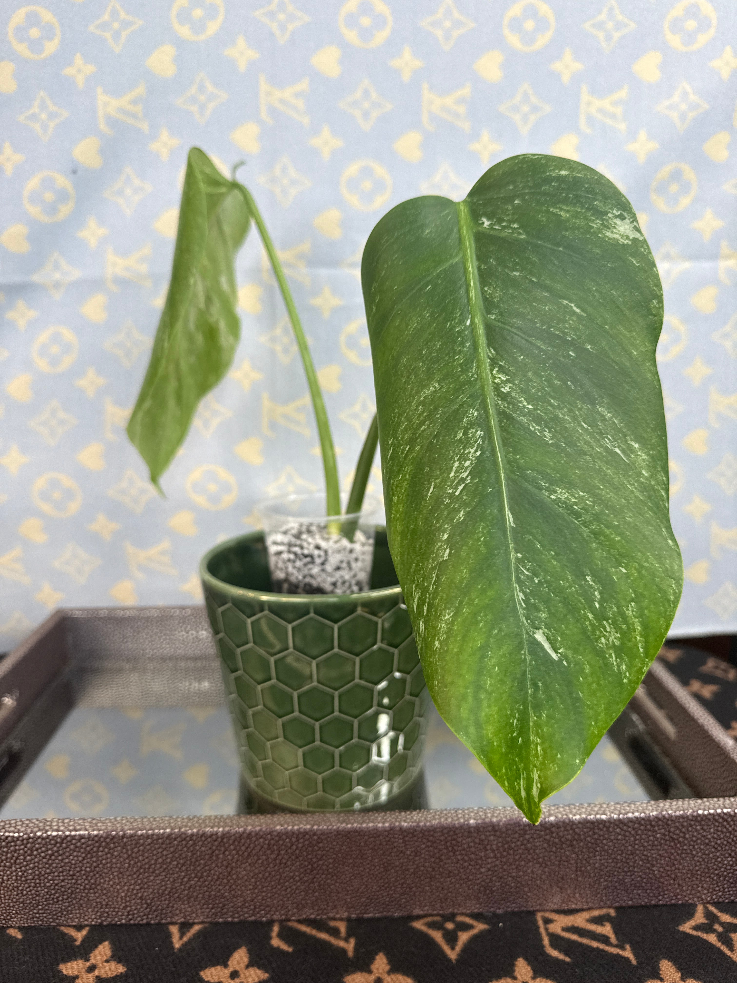 Monstera Albo cutting