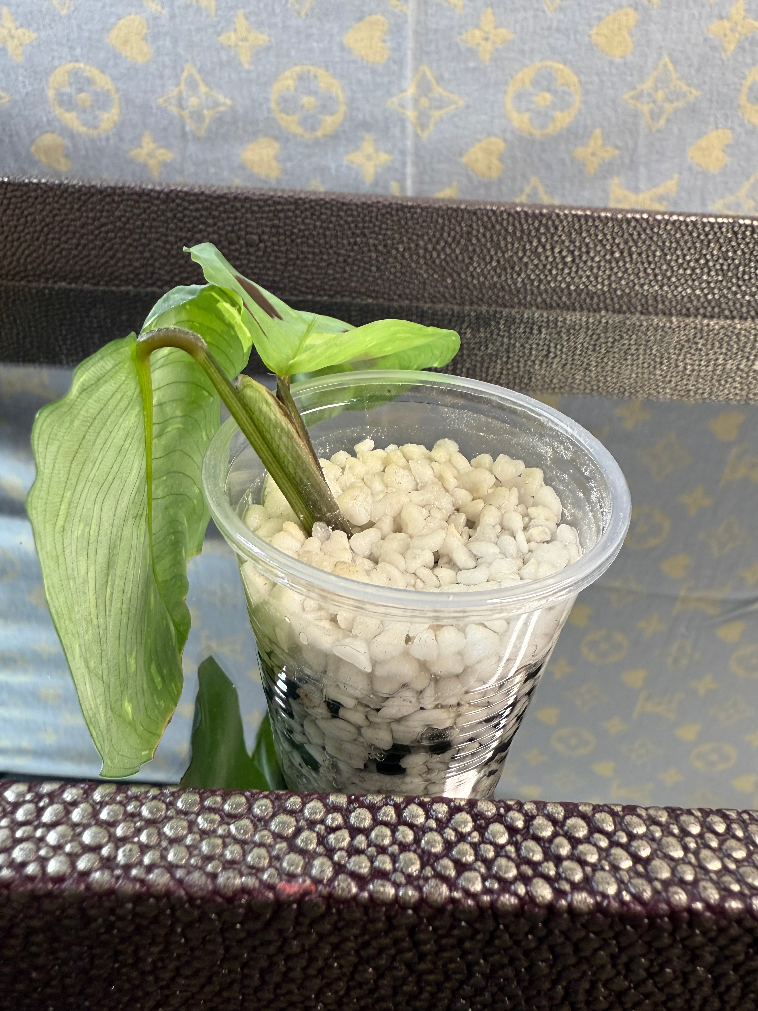 Beauty Kim Maranta Variegated