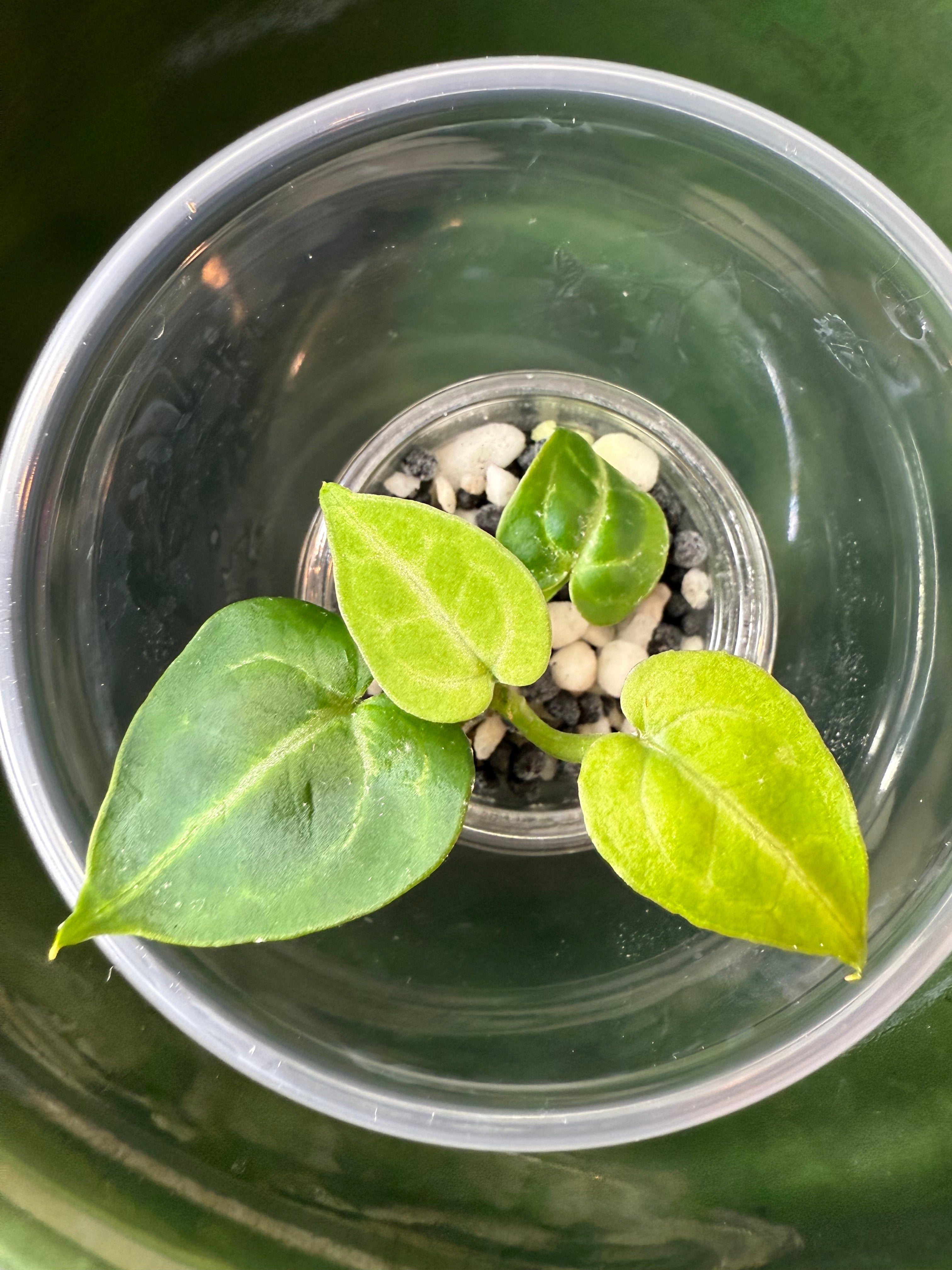 Anthurium Magnificum X Crystallinum (acclimated tissue culture)