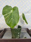 Monstera Albo cutting