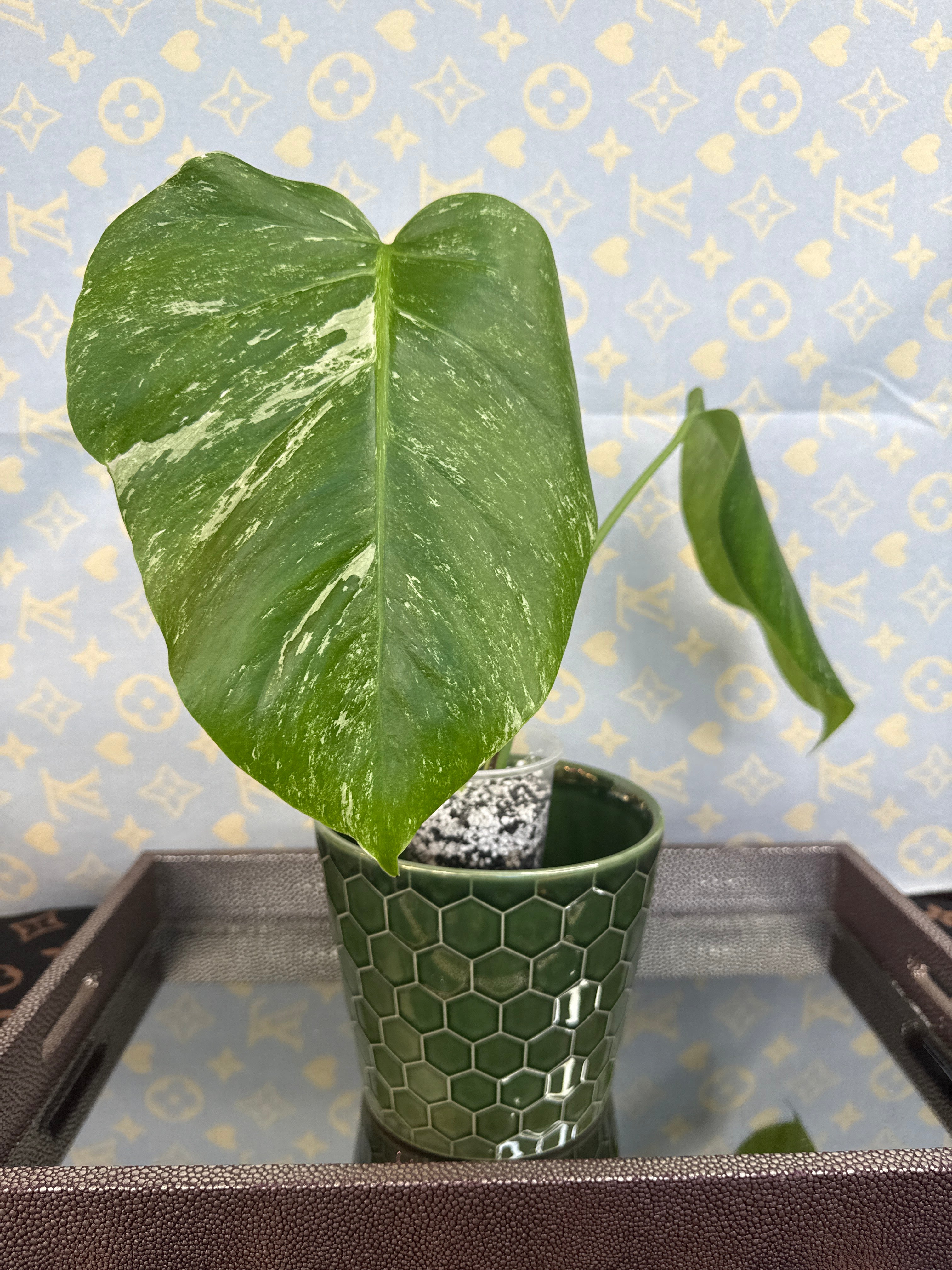 Monstera Albo cutting