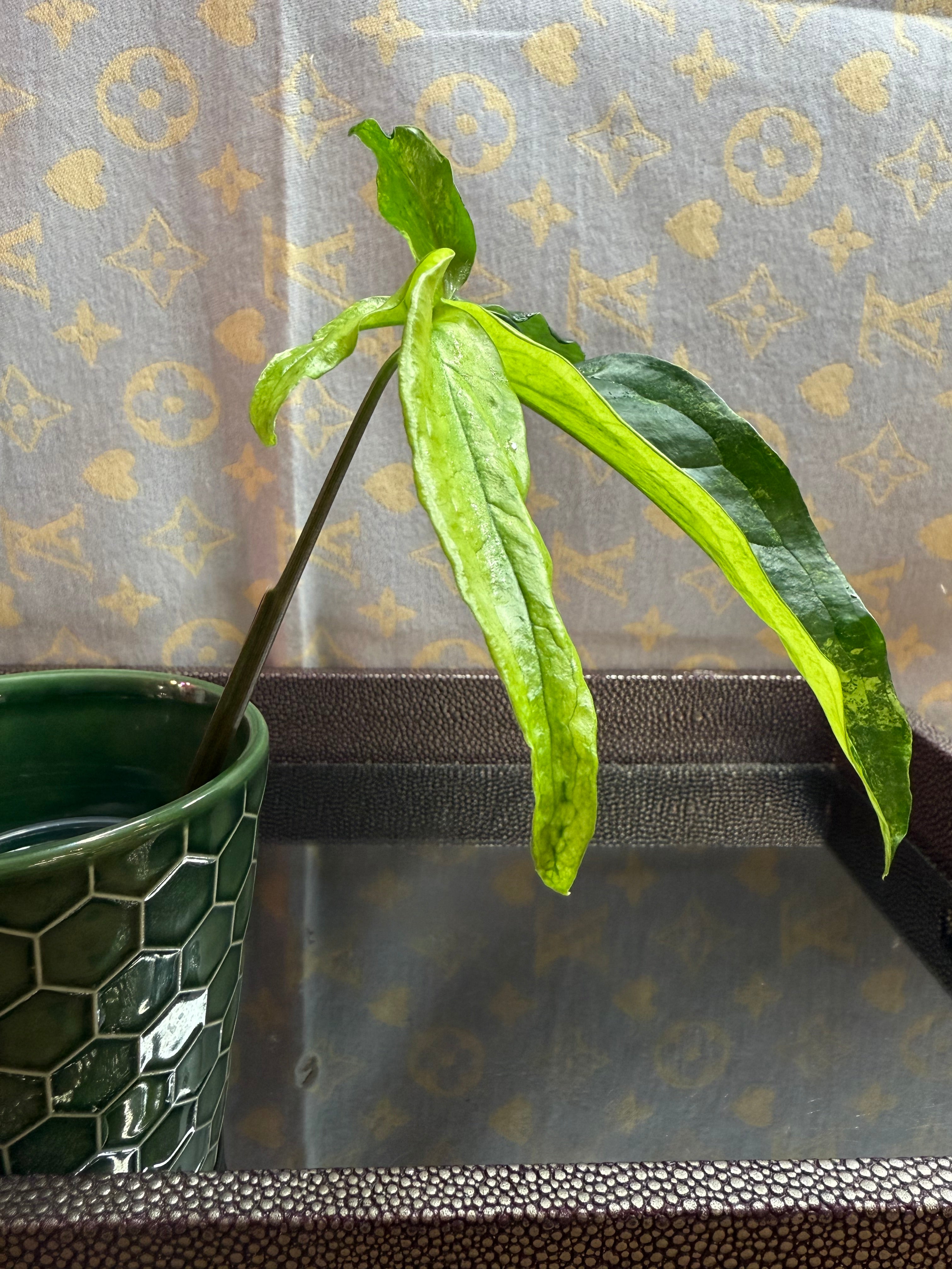 Syngonium Angustatum Variegated cutting
